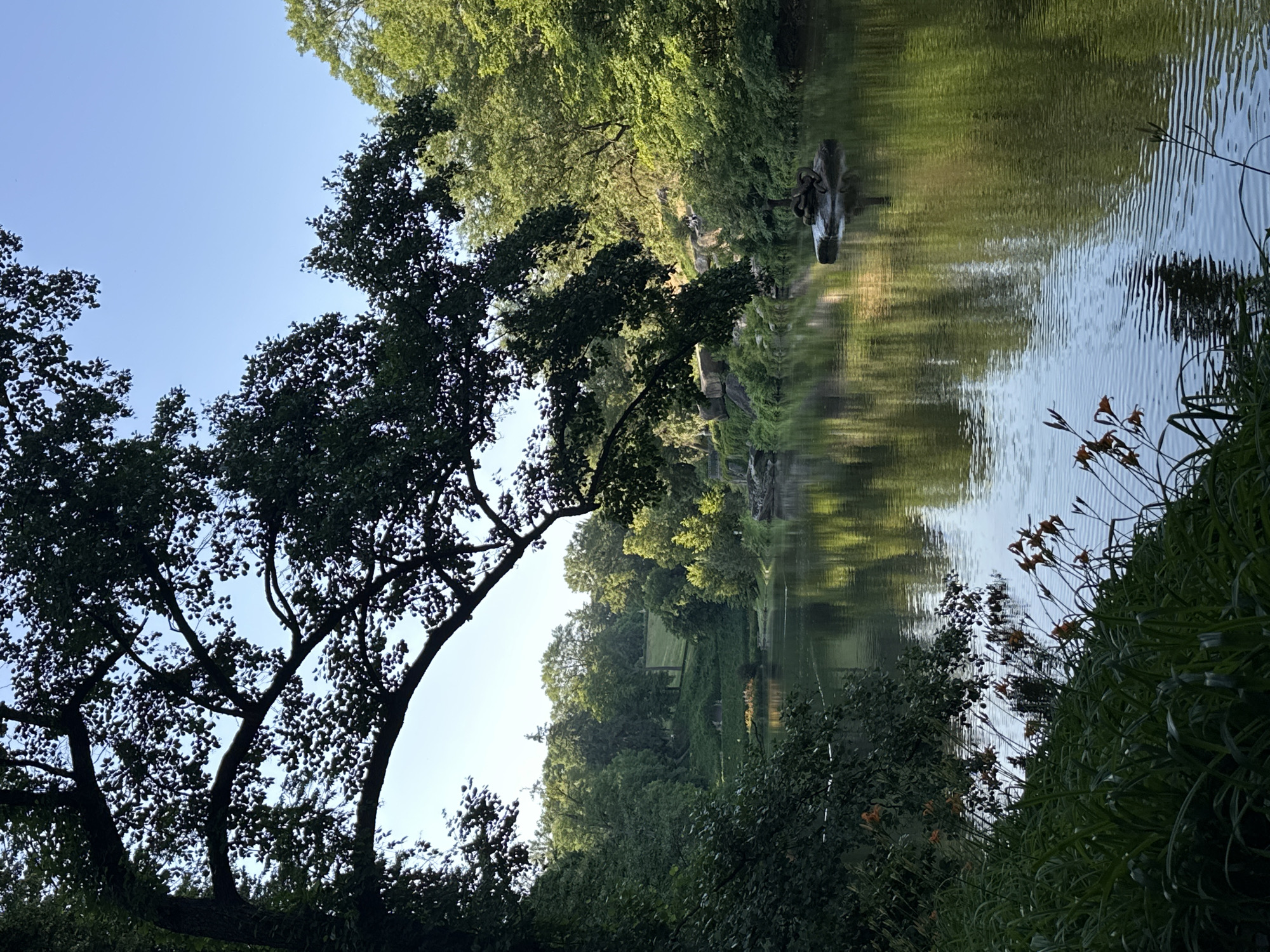 This is a vertical, medium-shot photograph taken from a low angle on the edge of a body of water, likely a lake or pond, in a park-like setting. The foreground is dominated by lush green foliage and some orange flowers, their stems reaching upwards towards the water's surface. A large tree branch, silhouetted against the bright blue sky, extends into the frame from the top left, its leaves creating a dappled shadow effect on the water below. The water itself is calm and reflective, mirroring the surrounding trees and sky. In the middle ground, a small, dark sculpture resembling intertwined snakes sits atop a rock in the water. The background features a densely wooded hillside with a bright green lawn area on a slope. The overall impression is one of a serene, natural landscape bathed in the soft light of what appears to be late afternoon or early morning.
