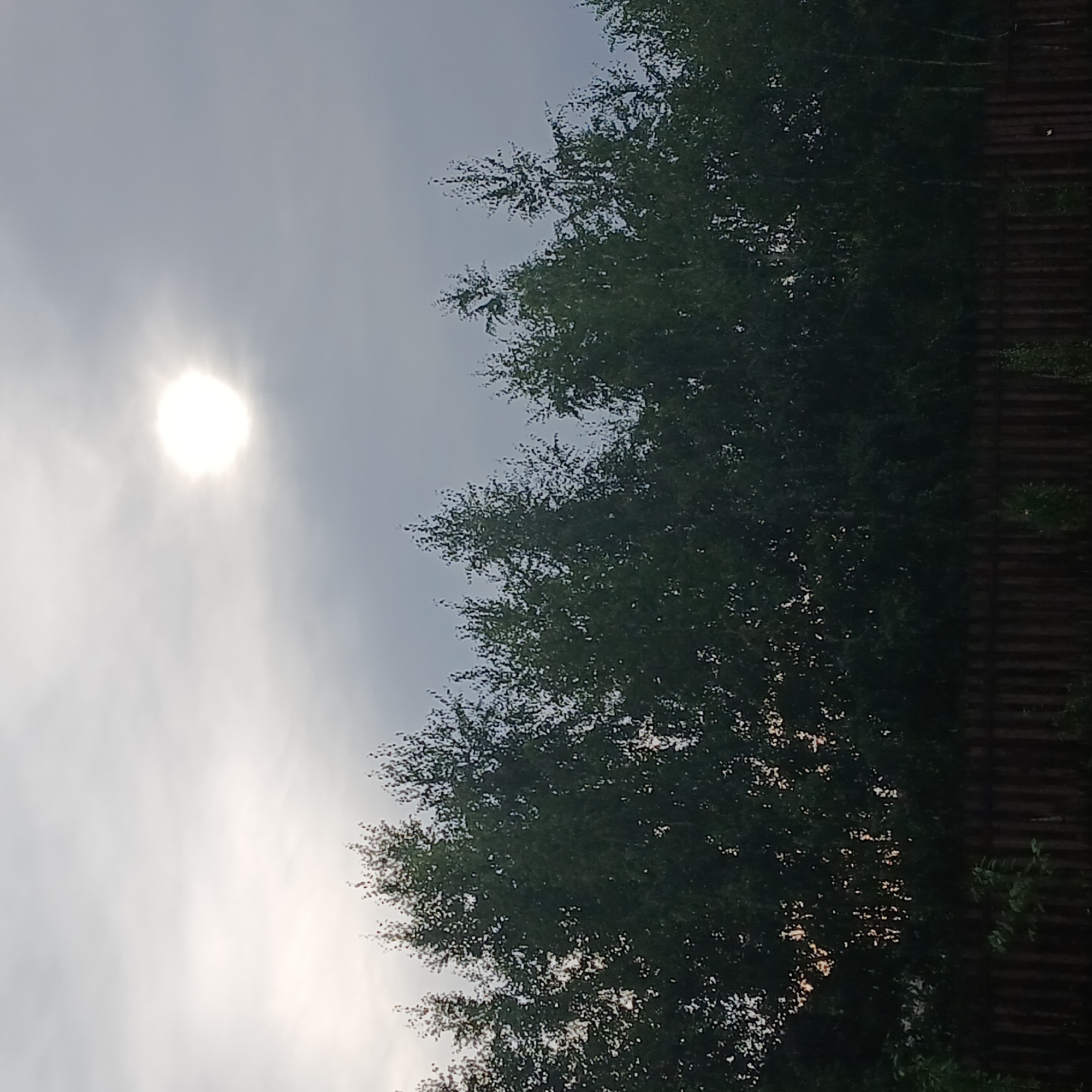 This image depicts an outdoor scene with a focus on the sky and a line of trees against a wooden fence. The sky is overcast, with a bright, circular light source, likely the sun obscured by clouds, positioned in the upper center-left of the frame. The sun creates a hazy glow around it. Below the sky, a dense row of dark green trees with sparse foliage stretches horizontally across the image. The tops of the trees are jagged and varied in height. In the lower portion of the image, a dark brown wooden fence is visible, composed of vertical planks. The overall lighting suggests it is daytime, possibly late afternoon or early morning, with a subdued, diffused light. There are no people or animals visible in the frame. The location is identified as Самарский, Russia.
