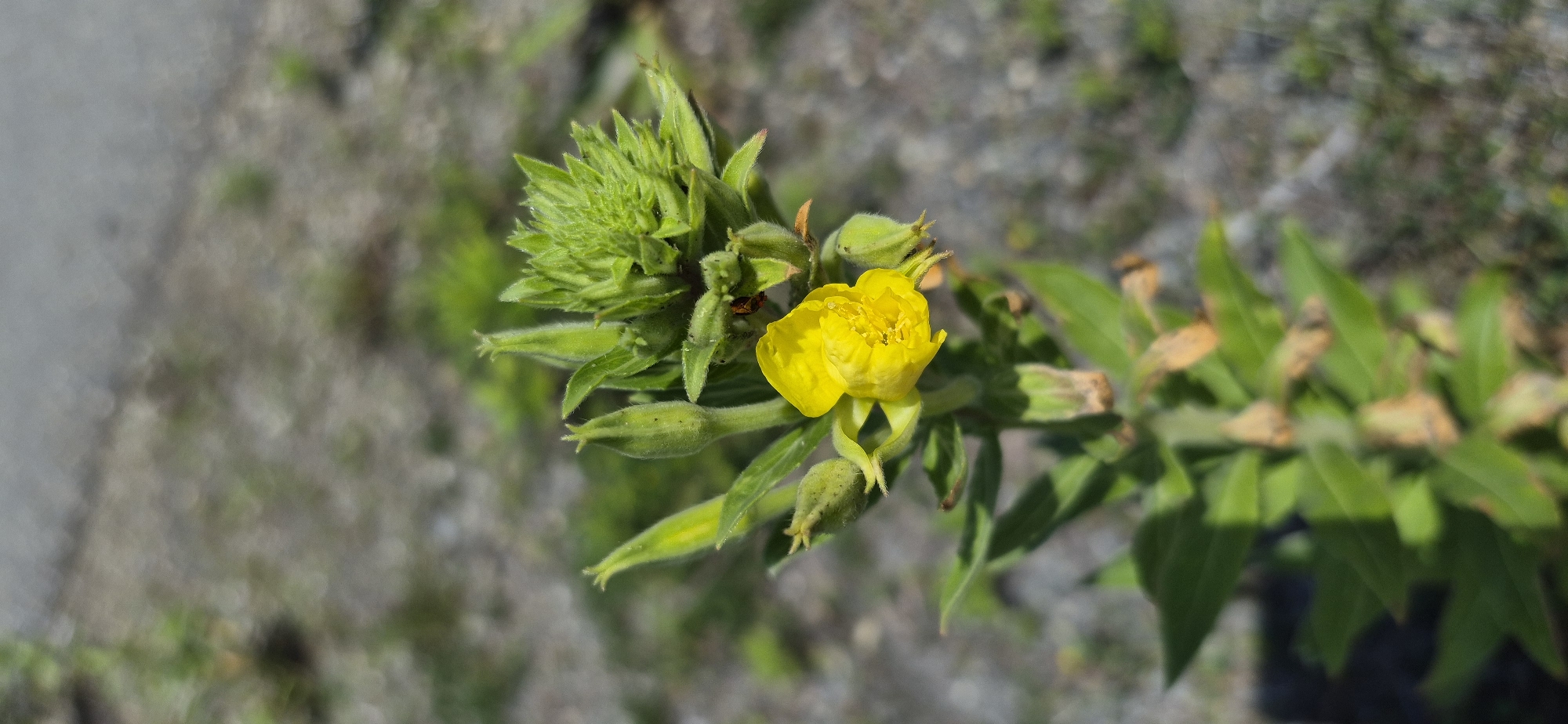 A close-up, vertical, outdoor shot focuses on a single yellow flower with four petals, partially open, on a plant stem with green leaves and several closed buds. The flower has a textured center. The plant is growing in an area with a gravelly, gray-brown ground and sparse green vegetation. The background is blurred, indicating a shallow depth of field. There is a small orange/red insect visible on one of the green buds. The lighting suggests it is daytime. The image is not detailed enough to provide specific location information within Vladivostok, Russia.