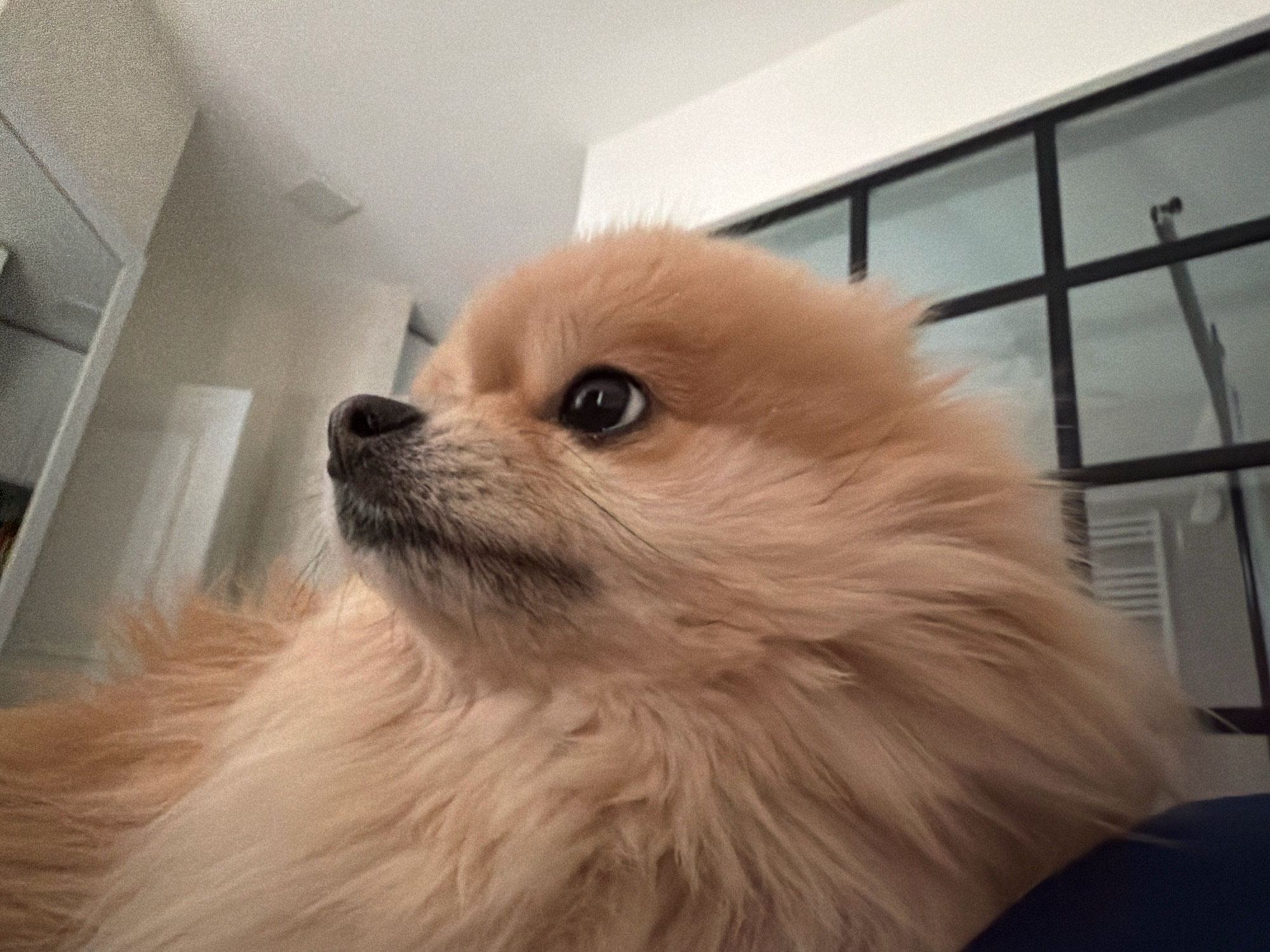 A close-up, low-angle shot shows the face of a light brown Pomeranian dog looking to the left. The dog's fur is fluffy and light brown, with some darker markings on its snout and around its eyes. Its dark, round eyes are wide open, and its nose is black. The background is blurred, but appears to be an indoor setting with white walls and a large window with black framing. The lighting is soft and diffused. The dog's body is mostly out of frame, but it appears to be lying down, possibly on a dark blue surface in the foreground. The image does not contain any specific details that would allow for identification of its location in Tbilisi, Georgia.