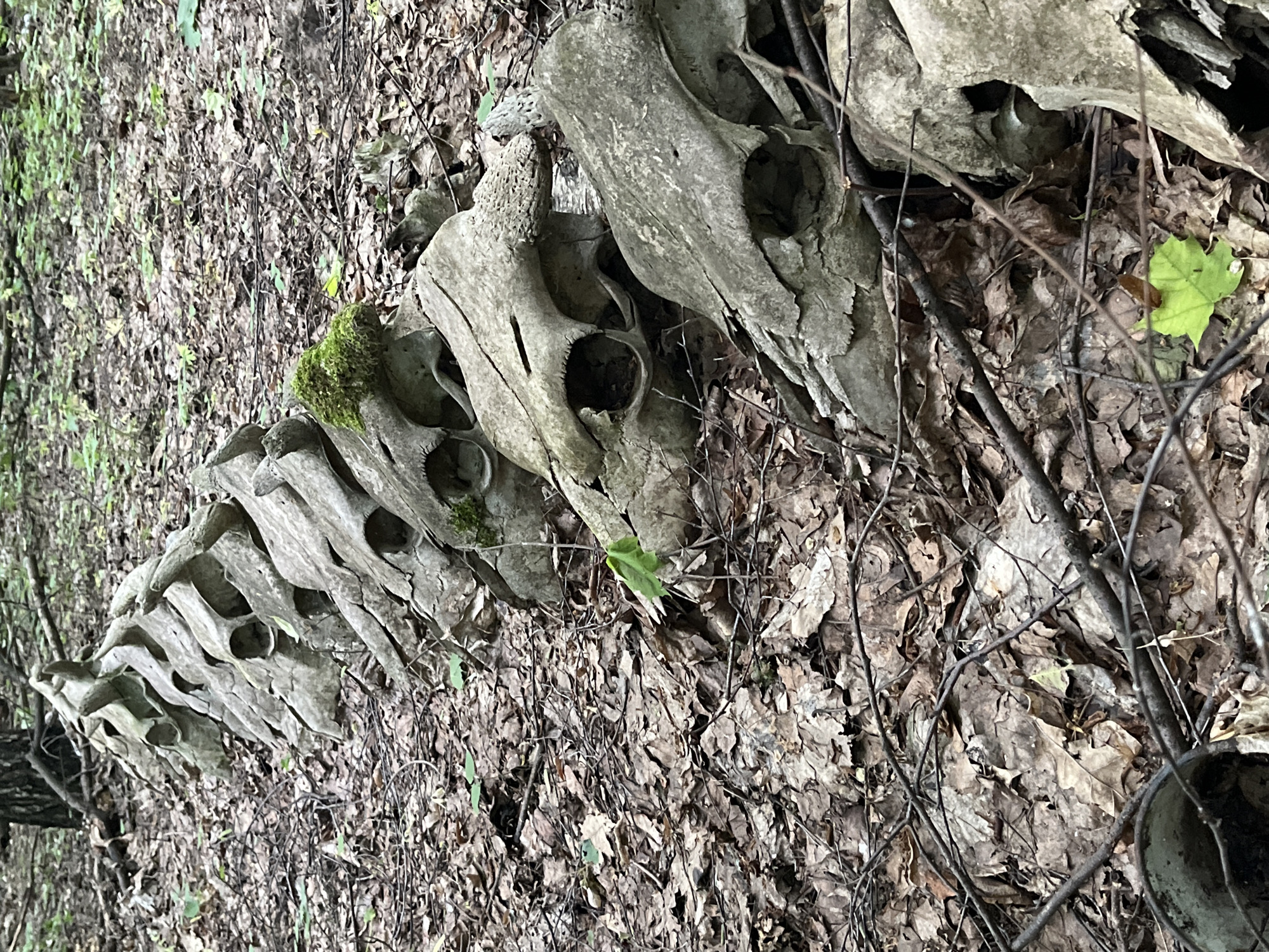 The image shows a collection of animal skulls and vertebrae lying on a forest floor covered with dead leaves, twigs, and moss. The bones appear to be aged and weathered. The background suggests a woodland environment. The location information suggests this may be in or near Vasilyevo, Russia, however, the image itself cannot confirm this. There are no people visible.