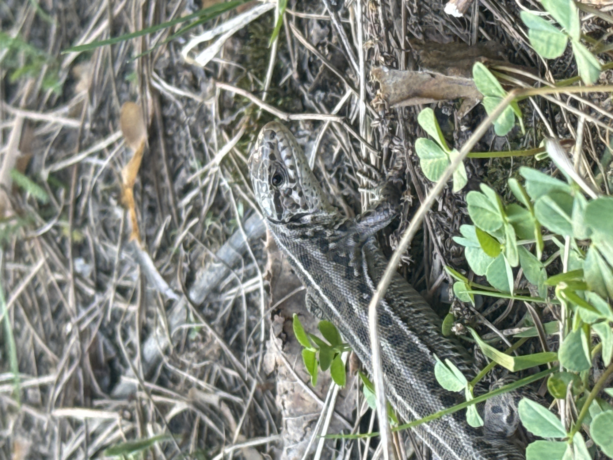 A lizard is camouflaged among dry grass, twigs, and clover plants. The lizard, oriented diagonally from the top left to the bottom right of the frame, has a gray and black patterned head and a lighter, striped body. The surrounding environment consists of brown, brittle vegetation with some green clover growing on the right side. The image appears to be taken outdoors, possibly in a grassy or wooded area in Chaikovsky, Russia.