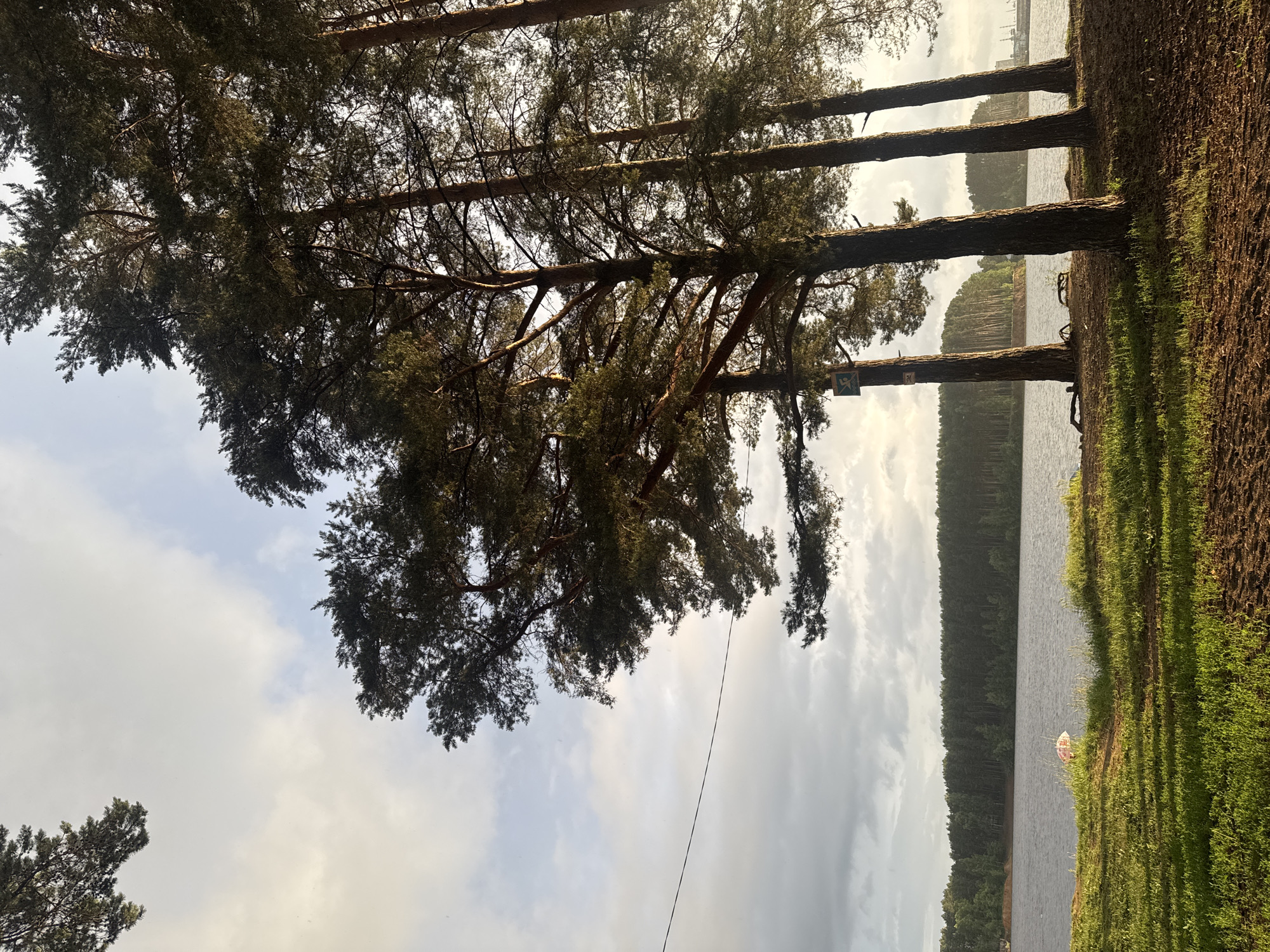 The image depicts a serene natural scene at the Kama River embankment in Chaikovsky, Russia. A row of tall pine trees stands in the foreground, casting long shadows on the sandy ground. Beyond the trees, the calm waters of the Kama River stretch out, with a lush green forest lining the opposite bank. The sky is a mix of clouds and sunlight, creating a soft, diffused light. A small, pink object, possibly an umbrella or a beach toy, is partially visible near the water's edge. The scene suggests a peaceful and tranquil atmosphere, ideal for outdoor recreation.