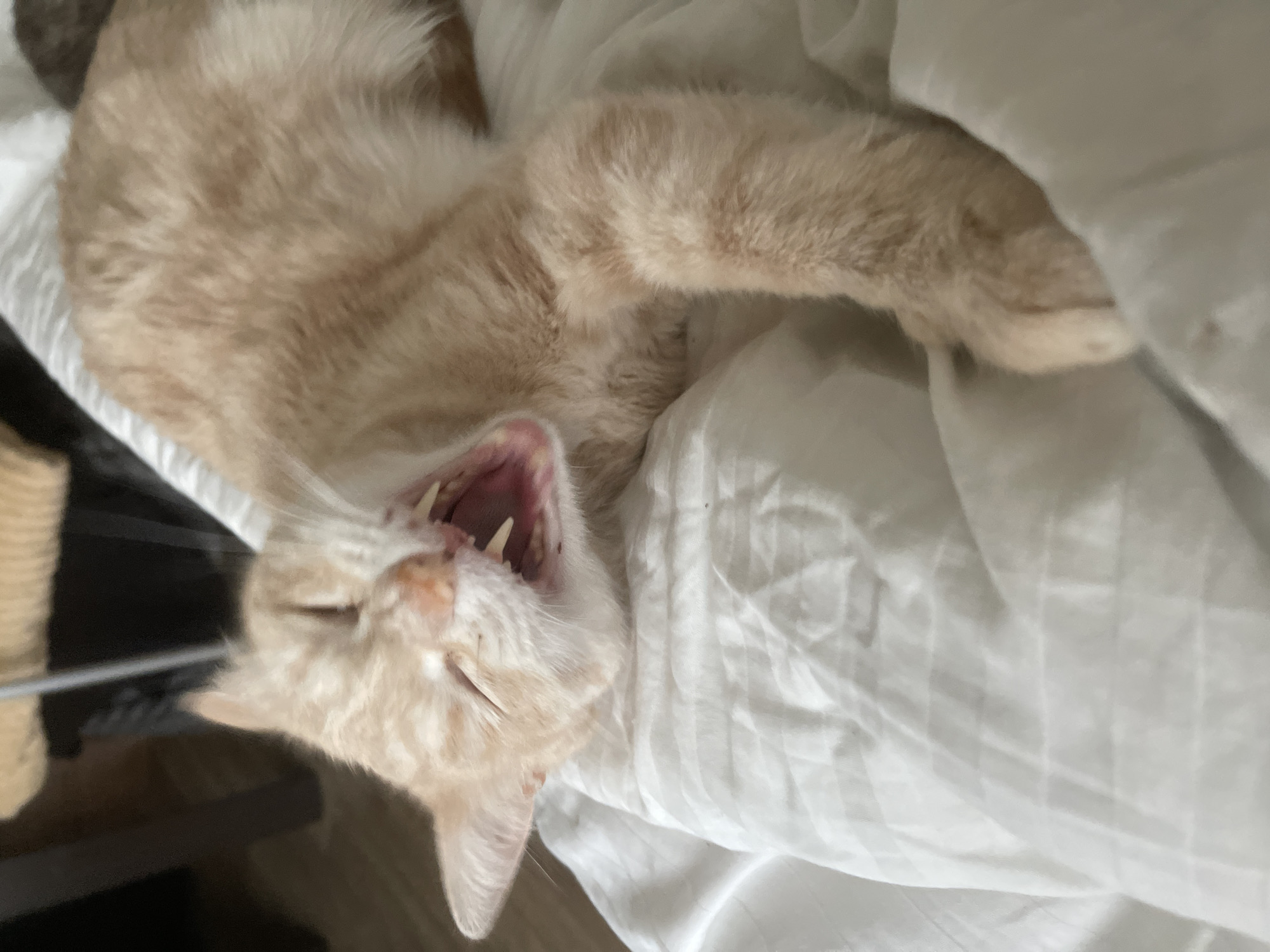 An orange tabby cat is captured mid-yawn, its mouth wide open revealing its teeth and pink tongue. The cat is lying on a white, textured surface, possibly a blanket or bedspread. The background is dark and out of focus, suggesting an indoor setting. No specific location in Korotycha, Russia, can be determined from the image.