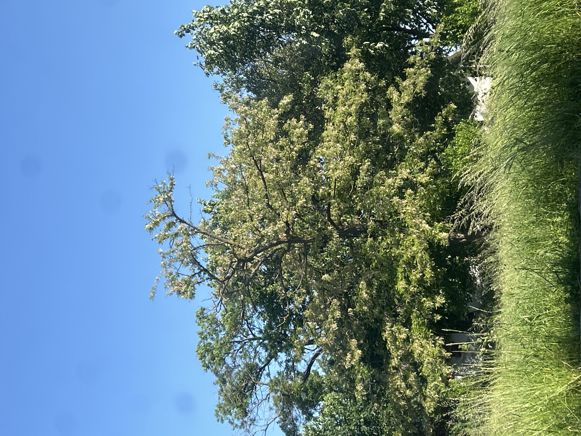 The image shows a view looking up towards trees and the sky. The sky is a clear, bright blue with no clouds visible. The trees are lush with green foliage. On the right side of the frame, tall grass is present. The location is unknown. There are no people in the image. There are no objects other than natural elements. There are no actions or interactions depicted.