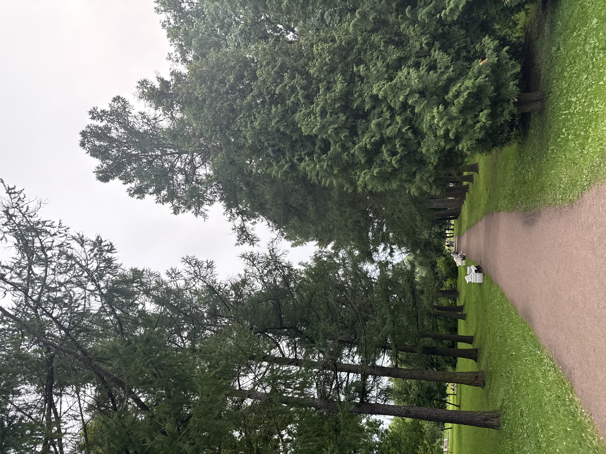 This image captures a pathway through a park in Saint Petersburg, Russia, likely during the daytime under an overcast sky. The path, made of reddish-brown gravel, curves gently into the distance, flanked by lush green grass on either side. Tall, mature trees, predominantly evergreen with some deciduous varieties, line the pathway. On the right, a large, dense evergreen tree dominates the foreground, its branches fanning out. Further down the path, several white park benches are visible, some occupied by distant figures. In the background, more trees and greenery suggest a spacious park environment, with a few scattered individuals enjoying the outdoors. The overall impression is one of a peaceful, natural setting within an urban landscape.