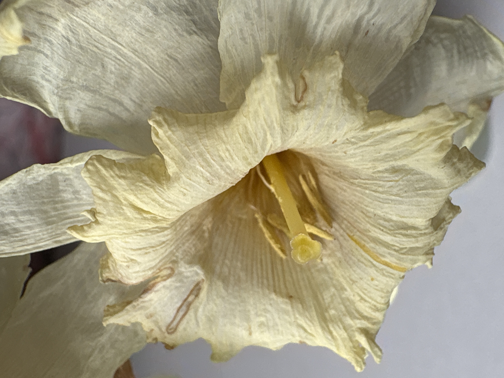 The image shows a close-up of a faded, off-white daffodil flower. The petals appear dry and wrinkled with some brown discoloration on the edges. The central part of the flower is visible, showing a yellow pistil and stamen. The background is out of focus. No people, actions, interactions, or location in Saint Petersburg, Russia are depicted in the image.