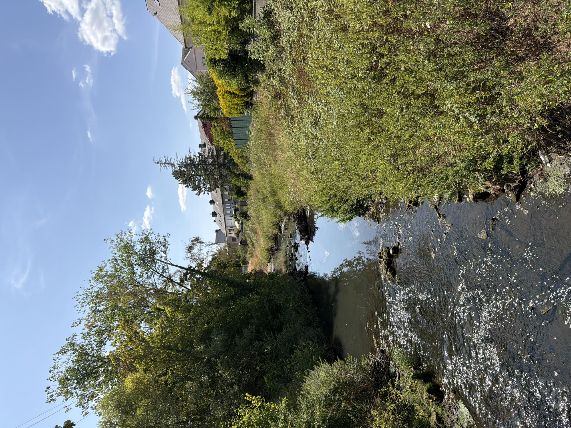 The image shows a narrow, dark-water stream flowing through a vegetated area with houses visible in the background. The stream is shallow with visible rocks and debris. Sunlight glints off the water's surface, creating a shimmering effect. Dense green foliage lines both banks of the stream, with taller trees on the left and a more overgrown, bushy area on the right. In the distance, a line of residential houses with grey roofs is visible beyond a green fence and more trees. The sky is blue with scattered white clouds. The scene appears to be a natural or semi-natural area within a residential neighborhood. The specific location is identified as Esch-sur-Alzette, Luxembourg.
