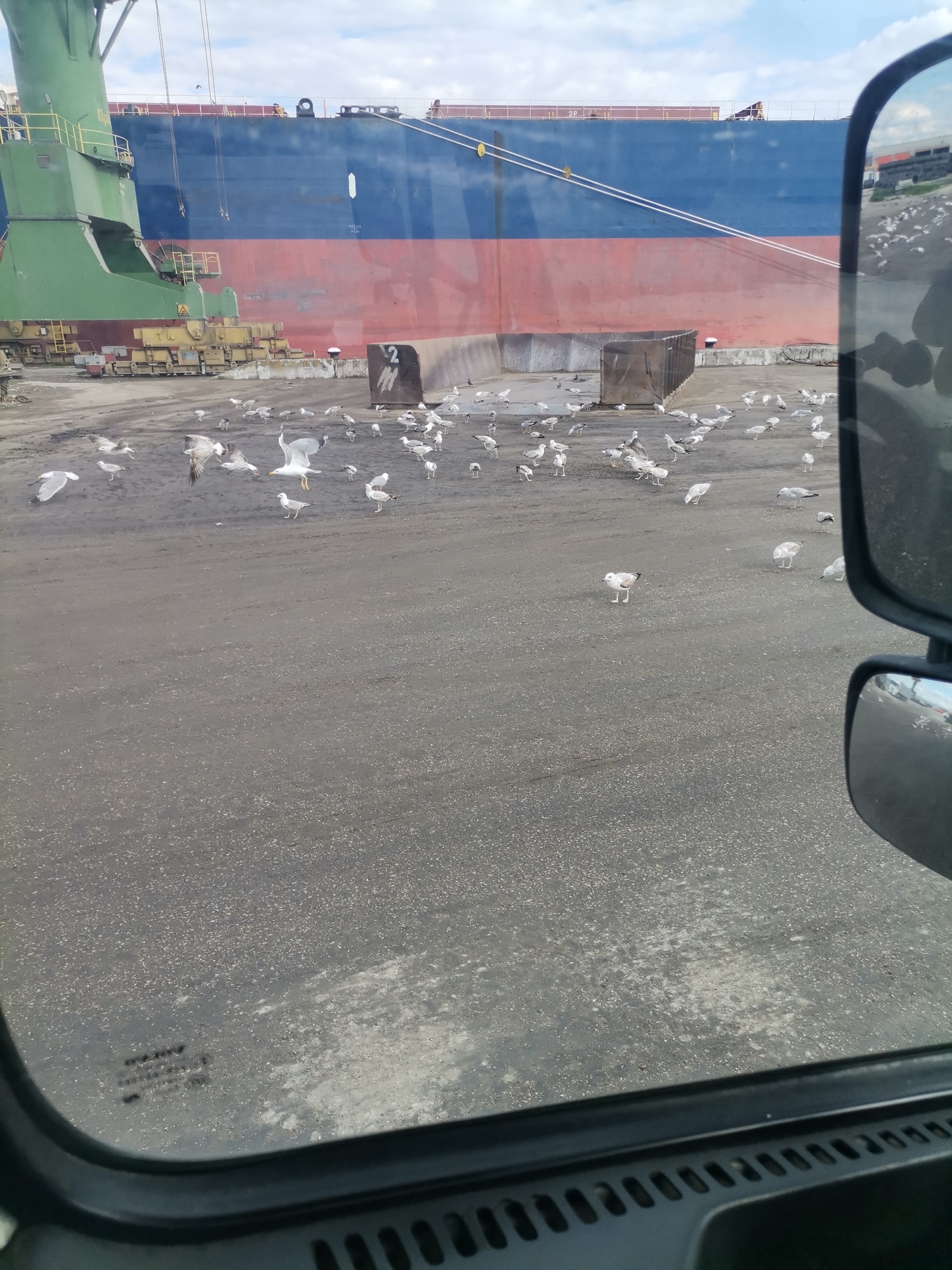 The image, taken from inside a vehicle in Ezerovo, Bulgaria, shows a grey, paved surface scattered with numerous seagulls. In the background is a large cargo ship with a blue and red hull and green crane arms, docked at a port. There are also concrete barriers and metal containers present. The view is partially obscured by the vehicle's window frame and side mirror.