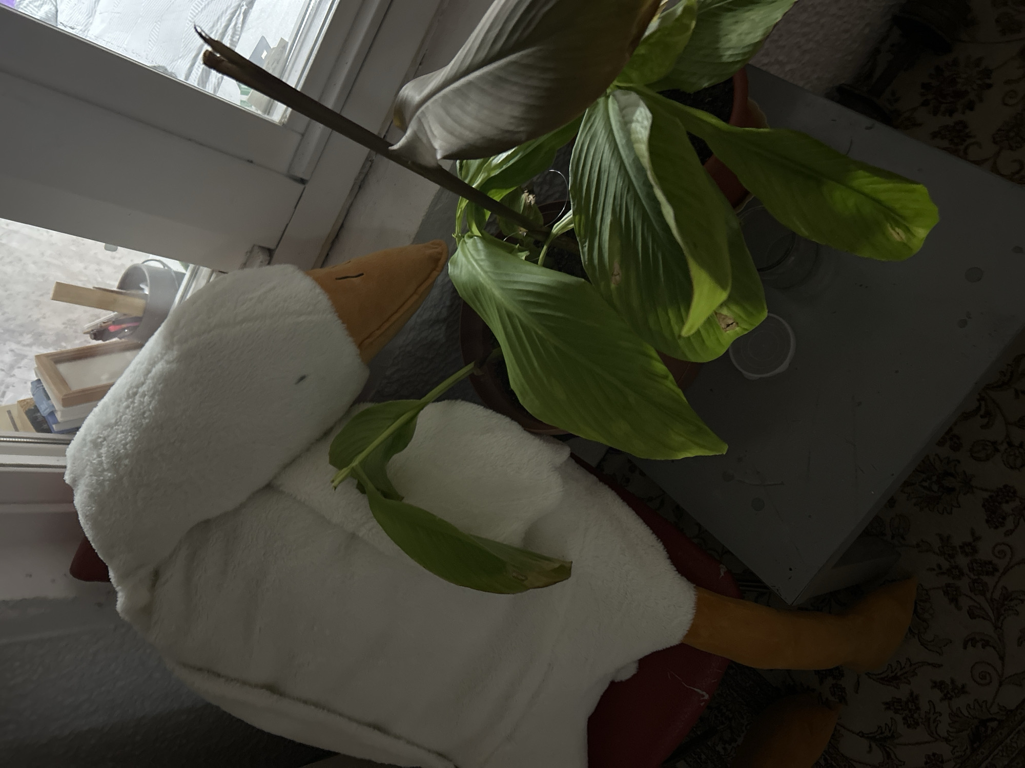 The image, captured in Chaikovsky, Russia, presents an indoor scene with a large white goose plush toy positioned prominently near a window. The plush toy features a soft, fluffy white body, a yellow beak, and yellow legs. A few large green leaves from a nearby plant rest gently upon its back.
To the right of the goose is a potted plant, identifiable as a Peace Lily (Spathiphyllum), with broad green leaves. Some of these leaves show signs of yellowing or browning along their edges, indicating potential stress. A distinct flower stalk, either developing or spent, rises from the plant. The plant is housed in a terracotta-colored pot, which sits on a plain, light-colored, possibly grey, table. A couple of small, empty plastic containers are also visible on the table surface.
In the upper left quadrant, a white-framed window is visible, through which a blurred and indistinct outdoor or adjacent room setting can be perceived. Near the window on the left, some stacked items, possibly picture frames or papers, are discernable.
The scene is dimly lit, suggesting low natural light conditions, perhaps an overcast day or evening. This subdued lighting contributes to a quiet and still atmosphere. The floor is covered by a dark rug featuring an intricate, ornate floral pattern, visible towards the lower right. There is no human activity or visible text within the frame.