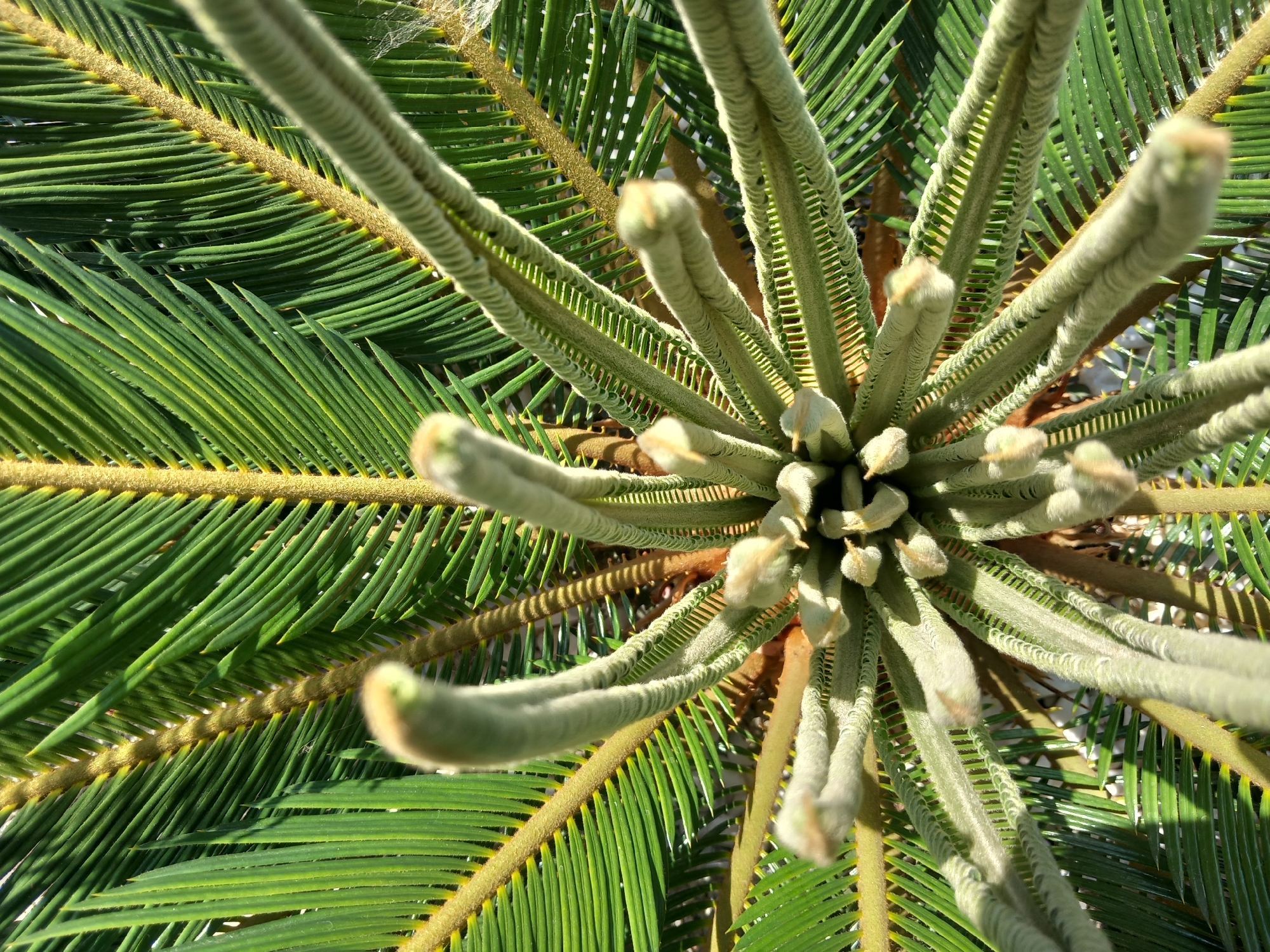 This is a close-up, overhead view of the emerging fronds of a sago palm. The fronds are light green and fuzzy, curling upwards from the center of the plant. The mature fronds are dark green and feather-like, forming a background. The image is lit by sunlight, creating shadows and highlights. The scene is likely outdoors, given the natural lighting and plant subject matter. The specific location in Άγιος Νεκτάριος, Greece, is not determinable from the visual information provided.