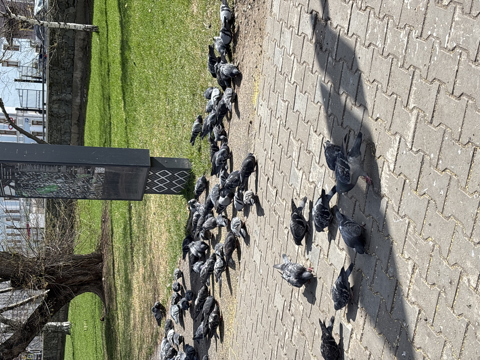 The image depicts an outdoor urban scene, likely a park or square, under bright daylight in Perm, Russia. A large flock of numerous grey pigeons dominates the right side of the frame, gathered on a paved walkway made of interlocking concrete pavers. Many of the birds are actively pecking at the ground, where small yellowish specks, possibly scattered food like seeds or crumbs, are visible. Shadows cast by the pigeons and other unseen elements suggest strong, direct sunlight.
To the left of the paved area is a vibrant green lawn. A substantial, mature tree with a thick trunk and largely bare branches, indicating either early spring or late autumn, stands prominently on the far left. In the background, behind the tree and lawn, several multi-story buildings with light-colored facades and visible balconies are present. A dark, upright informational stand or sign is positioned in the lower-left, displaying what appears to be a map or diagram with small text and a QR code, though the specific details are not legible. The scene conveys a peaceful, mundane moment of urban wildlife activity on a clear, sunny day.
