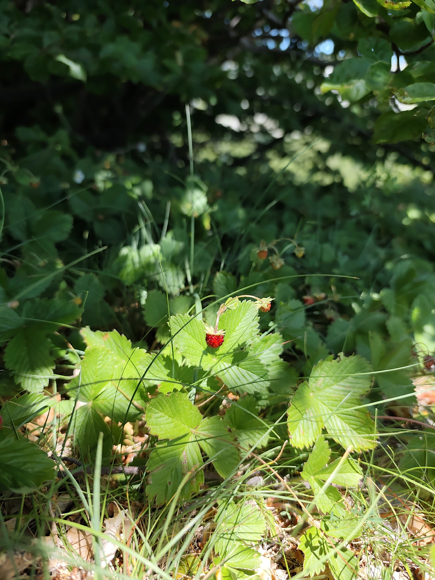 The image depicts a close-up view of wild strawberries growing among lush green foliage and grass. In the foreground, a single ripe red wild strawberry is prominently featured on a plant with serrated leaves. Several other wild strawberries, some appearing less ripe or in development, are visible further back among the greenery. The background is a blur of green leaves and branches, suggesting a natural, wooded environment. Sunlight filters through the leaves, creating dappled light and shadows on the plants. The scene appears to be in an outdoor setting. There are no people or animals visible in the image. The location is identified as Dolovi, Montenegro.