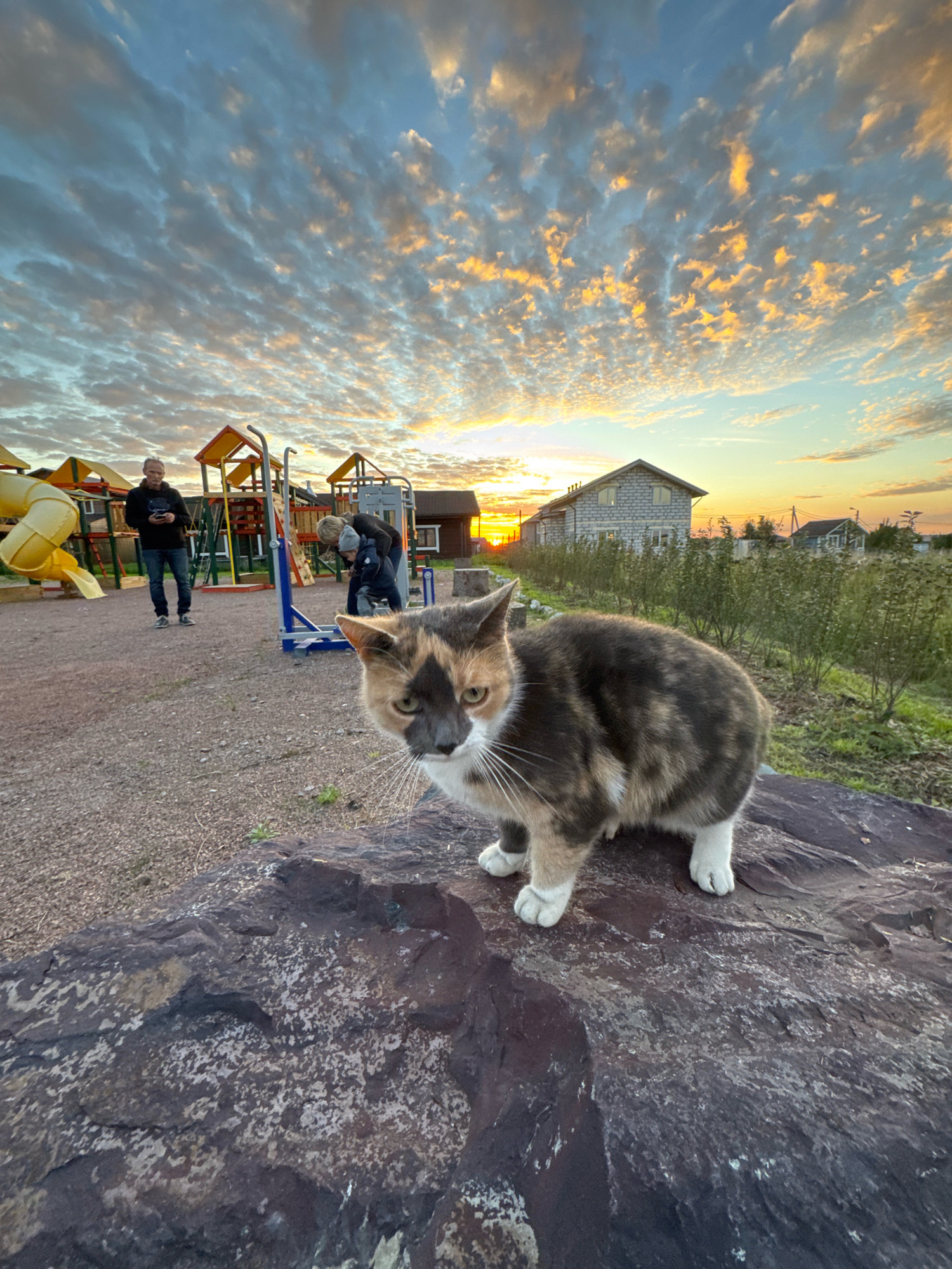 In Timmolovo, Russia, a tortoiseshell cat with white paws and chest sits on a large, dark, textured rock in the foreground. Behind the cat, a playground with a yellow slide and other structures is visible. A man in a dark hoodie and jeans stands in the middle ground, looking at his phone. Further back, another person is bending over, possibly interacting with a child. Several houses with brick facades are situated in the background, surrounded by greenery. The sky above is a dramatic sunset with orange and pink clouds against a blue backdrop. The ground is covered in gravel.
