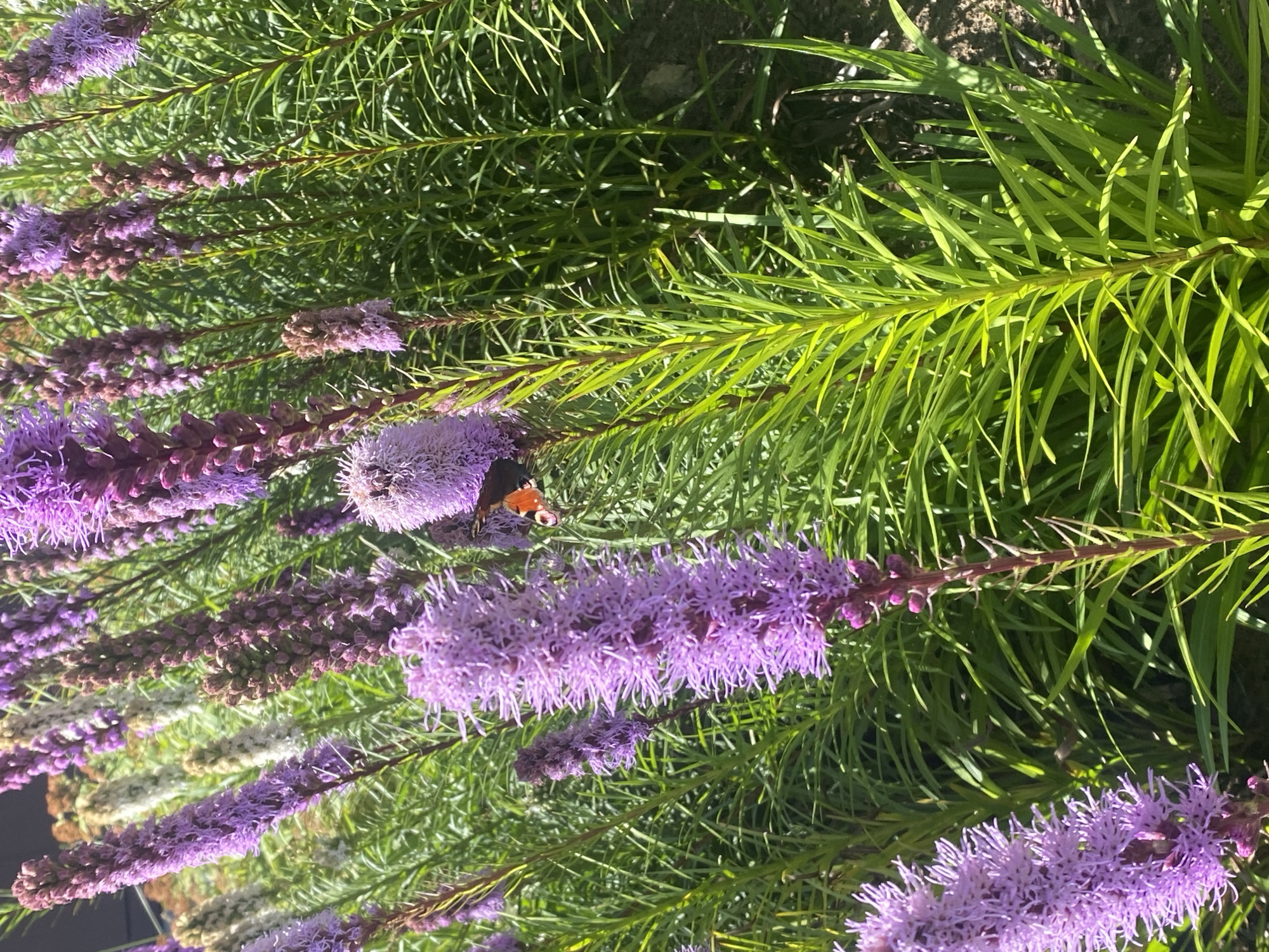 A close-up shot captures a cluster of purple Liatris flowers with a butterfly perched on one of them. The flowers are in various stages of bloom, with some fully open and others still in bud. Their feathery petals and tall, slender stalks create a vibrant display against a backdrop of lush green foliage. The butterfly, with its distinctive orange and black wings, adds a touch of delicate beauty to the scene. The image appears to be taken outdoors, possibly in a garden or park, with dappled sunlight illuminating the flowers and casting soft shadows. There are no discernible signs or landmarks that would indicate the specific location within the city of Kirov, Russia, or any other identifiable city. The composition focuses solely on the natural elements, presenting a serene and tranquil scene.