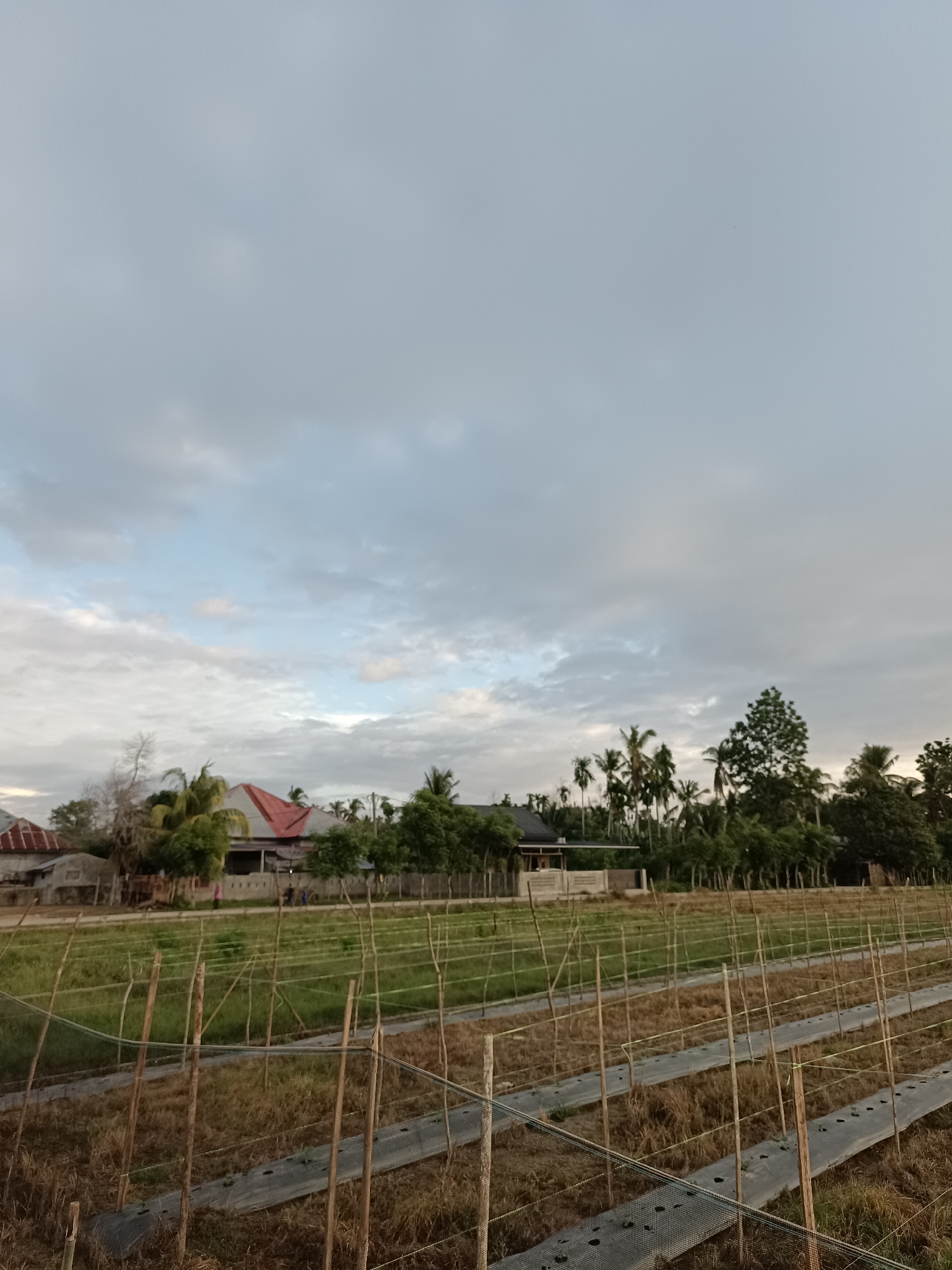 The image depicts an agricultural field in Meunasah Raya, Indonesia, under an overcast sky. In the foreground, rows of crops are covered with black plastic sheeting, supported by wooden stakes and string. Beyond the field, a line of trees and buildings can be seen. The buildings appear to be residential, with several having red roofs. The overall scene suggests a rural or semi-rural environment with ongoing agricultural activity.