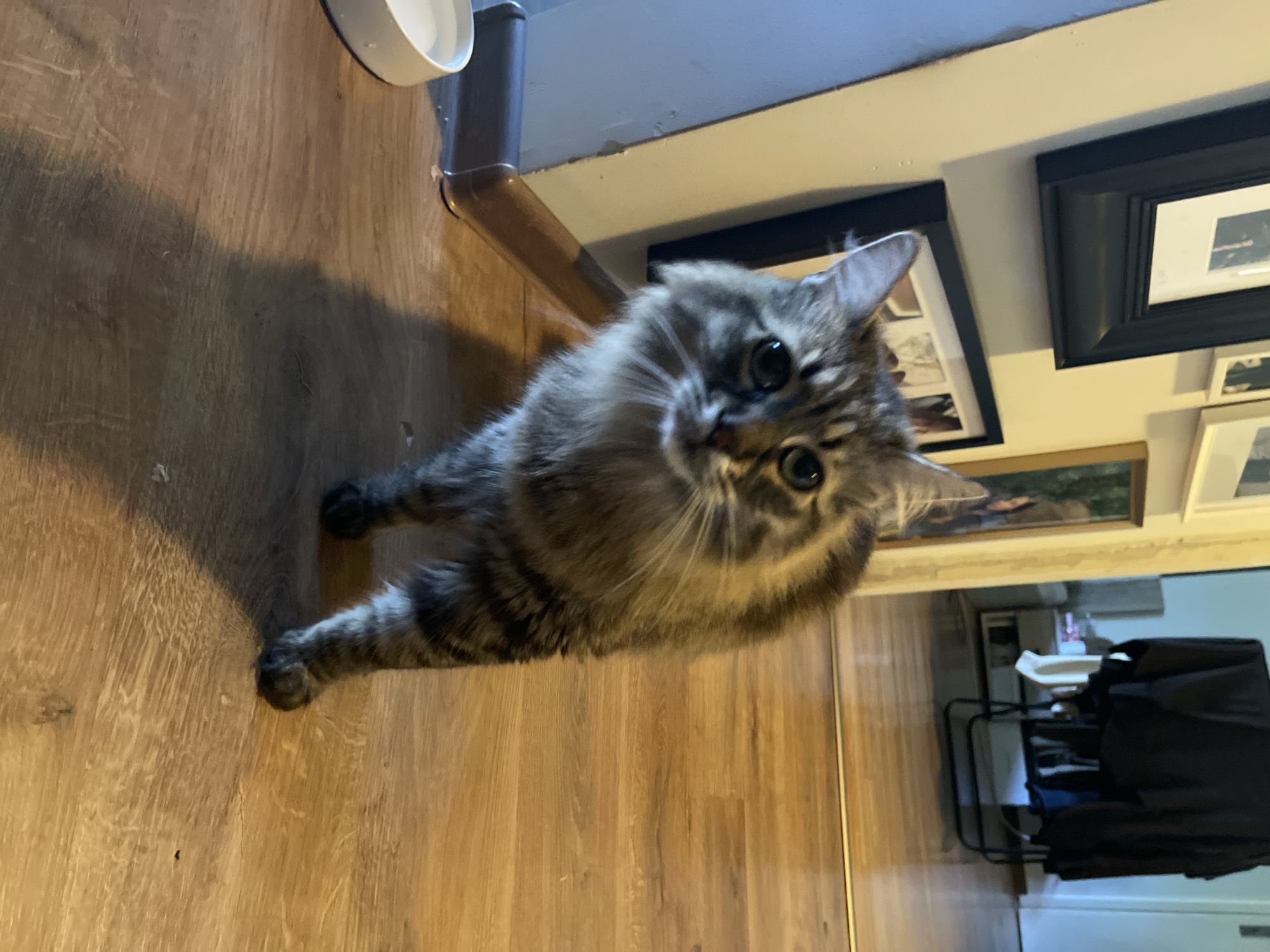 A medium-length, gray and brown tabby cat stands on a light brown wood floor. The cat is looking upwards at the camera with large, round eyes. In the background, there's a baseboard along a white wall. Several framed pictures are hanging on the wall above the baseboard. Further back, a glimpse of what appears to be a laundry area or closet is visible, with a laundry rack and possibly a washing machine. The specific location within Sofia, Bulgaria, cannot be determined from the image.