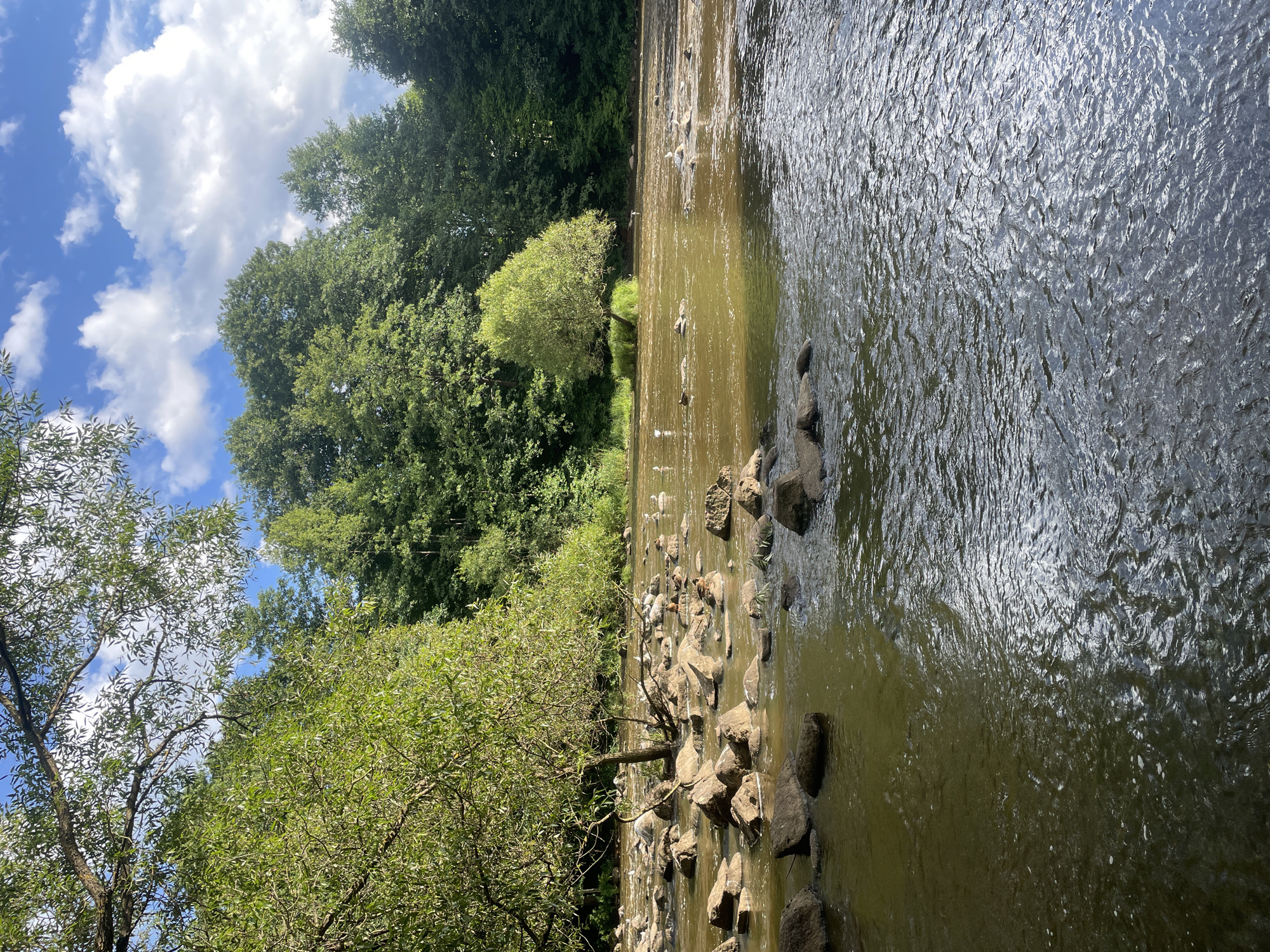 In Sestroretsk, Russia, a natural scene unfolds along a river's edge. The water, shallow and reflecting the sky, flows over a rocky bed. Large, dark stones punctuate the river, some submerged, others emerging as islands. A cluster of waterfowl, likely ducks and geese, are scattered across the rocks and in the water, some preening, others observing their surroundings.
The riverbanks are densely lined with lush green trees, forming a natural backdrop. Sunlight filters through the leaves, casting dappled patterns on the water and rocks. The sky above is a vibrant blue, dotted with fluffy white clouds, suggesting fair weather. The overall impression is one of a serene, natural environment, undisturbed by human activity.