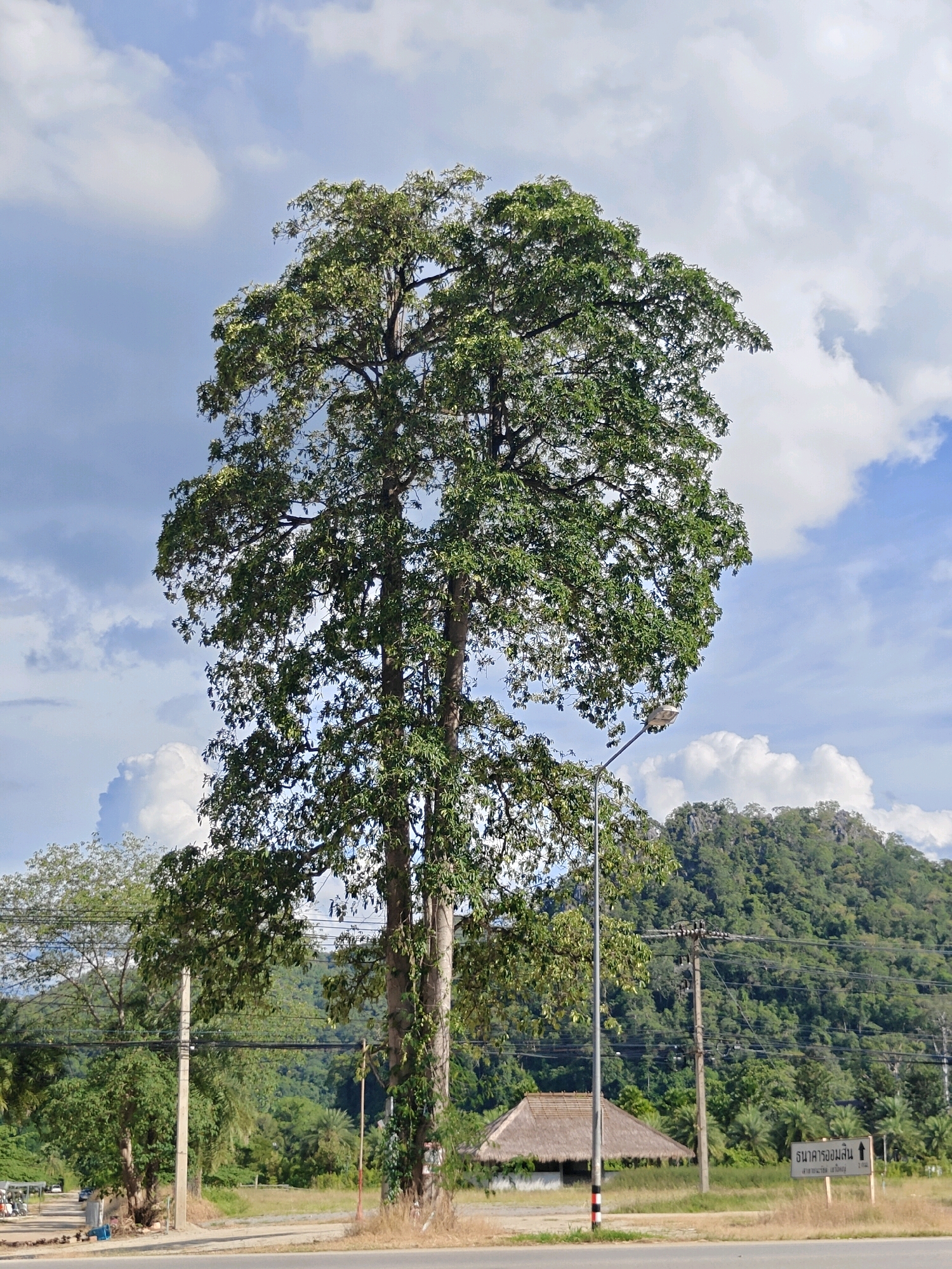 The image captures a scene in Khao Yai, Thailand, dominated by a large, mature tree with a dense canopy of green leaves. The tree stands prominently in the foreground, with its trunk appearing thick and slightly weathered. A street light is positioned to the right of the tree, its pole extending upwards. In the background, a lush, green mountainside with rocky outcrops is visible, covered in dense vegetation. Below the mountain, a small building with a thatched roof is situated. Several utility poles with a network of wires are scattered throughout the middle ground. A road runs horizontally across the bottom of the image, and to the left, a few parked motorcycles and a car suggest a roadside setting. The sky above is a clear blue, dotted with fluffy white clouds. A sign with Thai script is visible on the right side of the road, indicating a direction. The overall environment appears to be a semi-rural or natural area within the vicinity of Khao Yai.