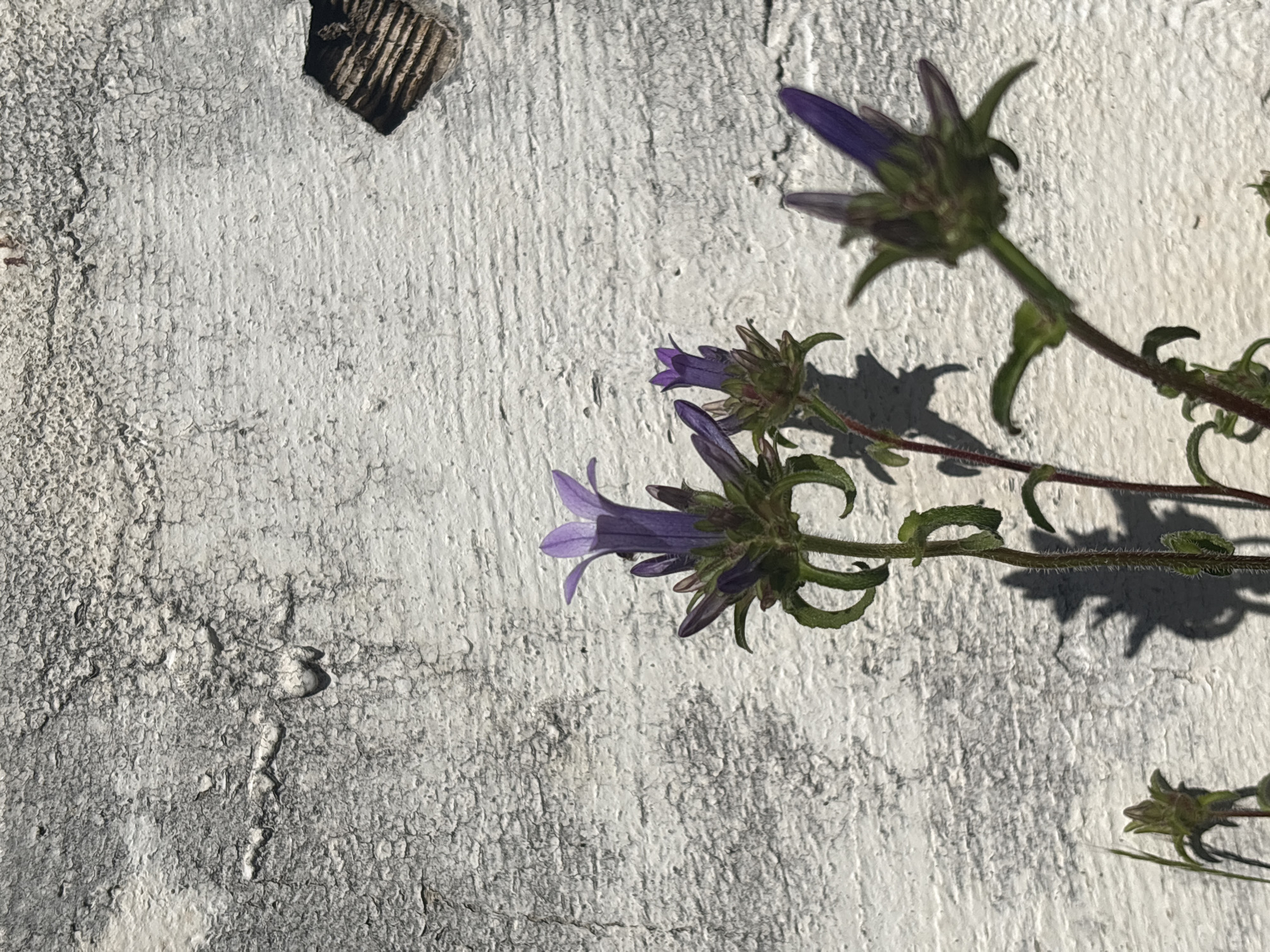 The image shows a close-up of a plant with purple bell-shaped flowers and green buds/foliage, positioned against a textured white painted surface. The plant stem appears wiry and slightly red-tinged. The white surface has a worn and peeling texture, suggesting it may be a wall or similar structure. The lighting is bright, creating shadows that indicate the plant is casting its shadow onto the surface. A fragment of corrugated material is visible in the upper left. The setting is likely outdoors. The precise location within Bratica - Braticë, Montenegro cannot be determined from this image alone. No people, actions, or interactions are visible.