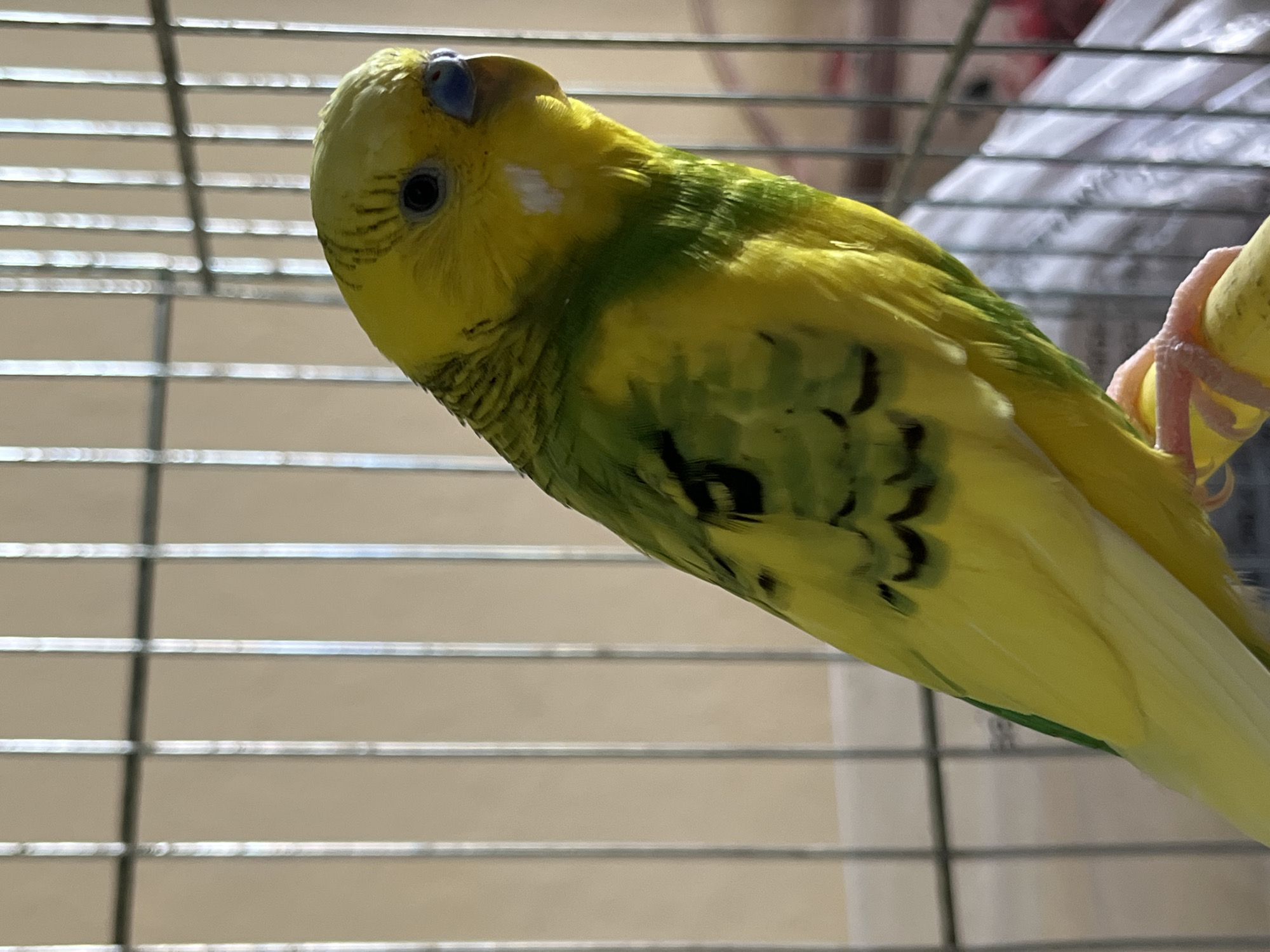 A yellow and green parakeet perches on a yellow perch inside a silver wire cage. The parakeet has a blue cere. The location is unknown and cannot be identified as Shumen, Bulgaria from the visual information provided.