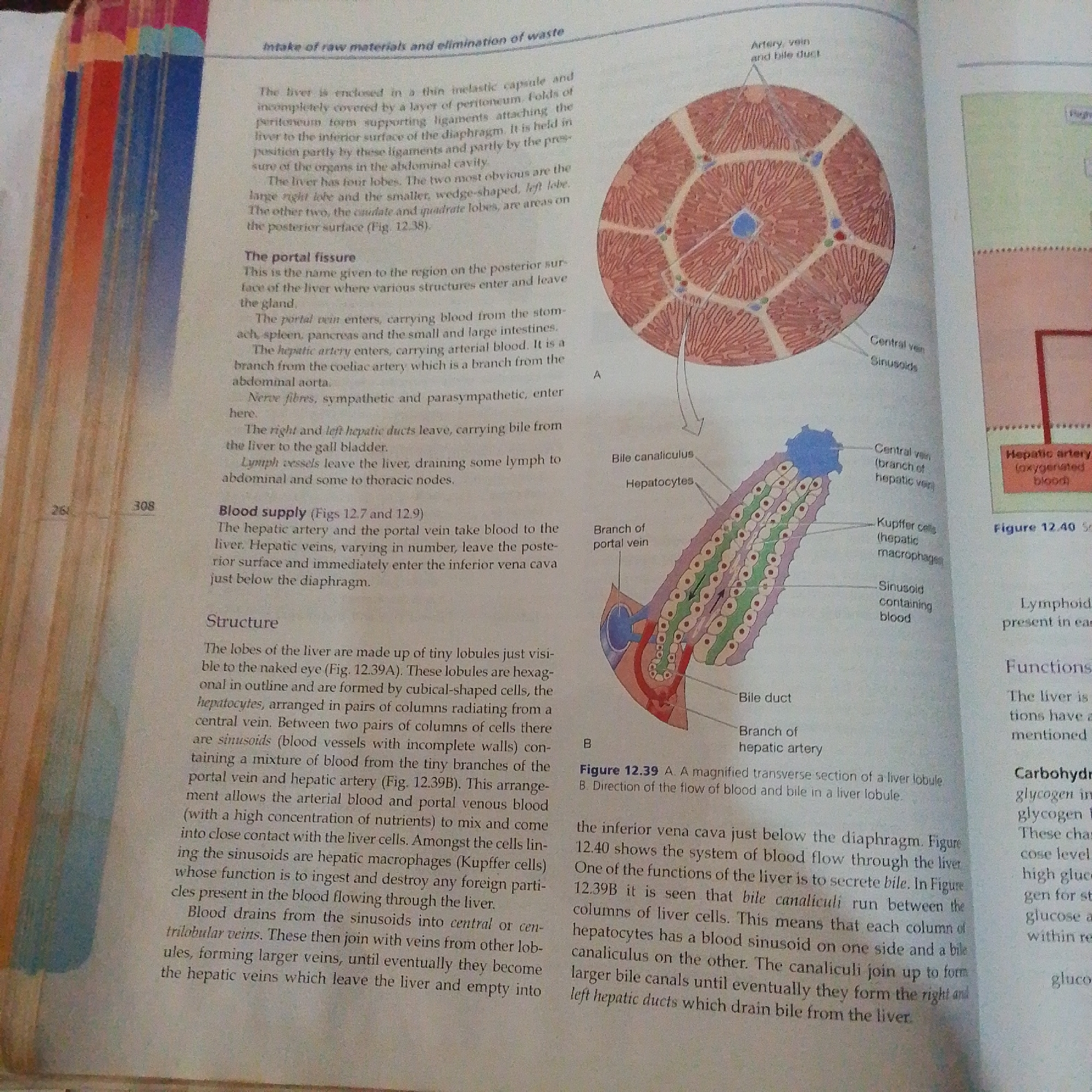 The image is a scan of two pages from a biology textbook. The left page contains text describing the anatomy and function of the liver, including its blood supply and structure. There are page numbers "26" and "308" at the bottom left. The right page contains two diagrams illustrating a liver lobule (Figure 12.39A) and a cross-section of a bile canaliculus within a liver lobule (Figure 12.39B). There is also text referring to Figure 12.40, which is a diagram of the hepatic artery, oxygenated blood, and a central vein. The image does not depict any urban environment, any city, or any specific geographic location such as Jalingo, Nigeria. It is purely an educational illustration of biological structures.