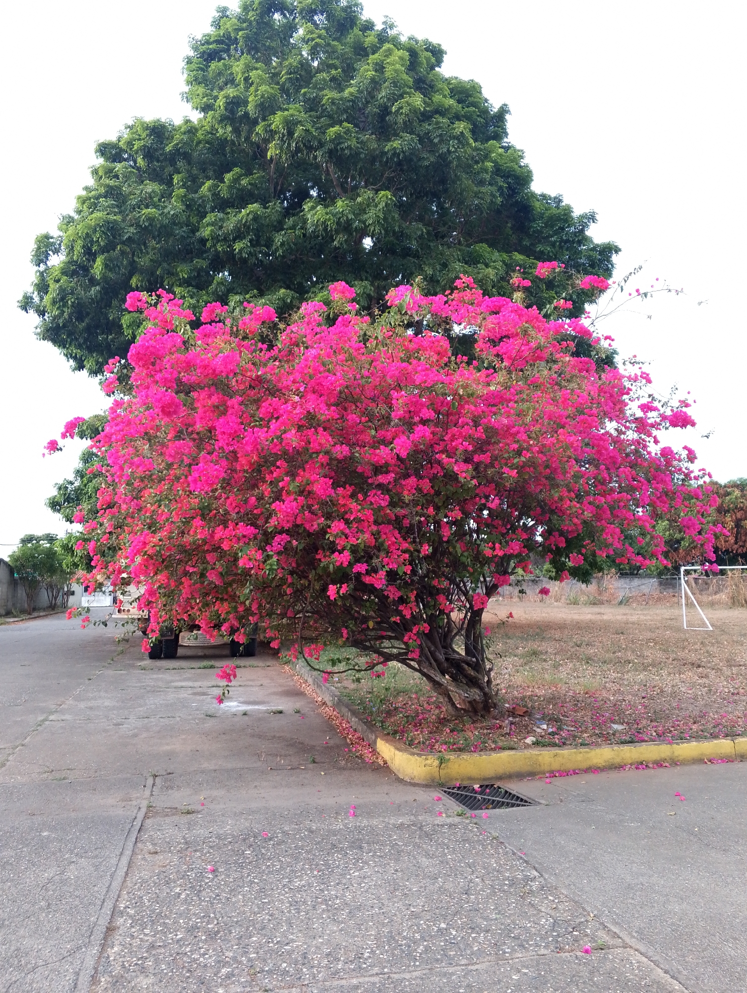 The image captures a street scene in San Carlos, Venezuela. A large tree with dense green foliage dominates the background. In the foreground, a vibrant bougainvillea bush, laden with bright pink flowers, stands beside a paved street. The base of the bush rests on a grassy area littered with fallen pink petals. A yellow-painted curb separates the street from the grassy area. A storm drain is visible near the curb. The rear wheels of a vehicle are visible underneath the flowers of the bougainvillea in the background. A partial soccer goal structure is seen further down the road. The sky is overcast and bright.