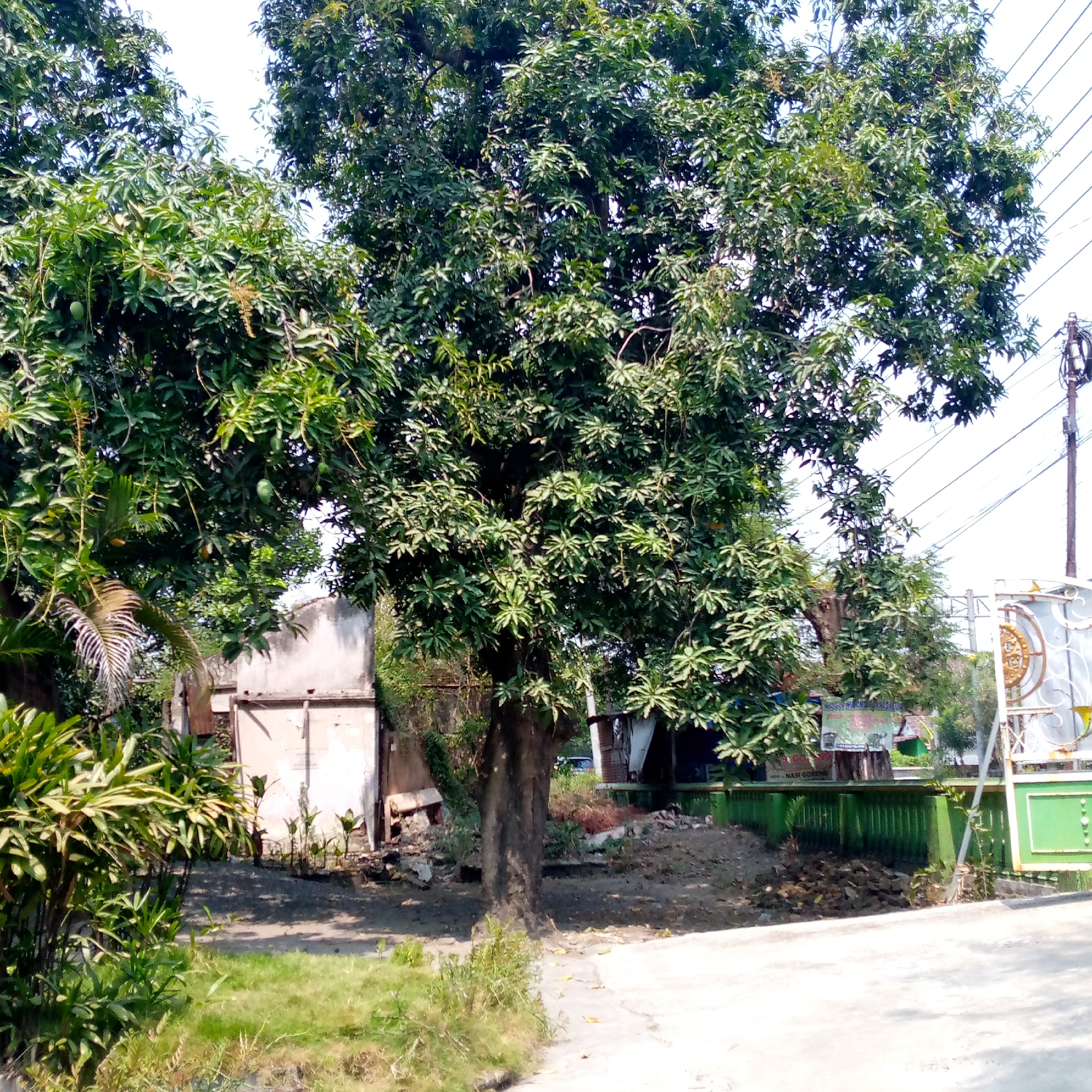 The image depicts a street scene in Pacing, Indonesia. A large mango tree with abundant green foliage dominates the center of the frame. To the left of the tree, there are several lush green plants and a portion of a light-colored building with a rough texture. Further to the left, more dense green vegetation is visible. Behind the mango tree, other trees and smaller buildings can be seen, as well as a green fence and a decorative gate with white and gold elements. A utility pole with electrical wires stretches across the upper right portion of the image. The ground in the foreground is a paved surface, with patches of grass and dirt. The sky is bright and overcast.