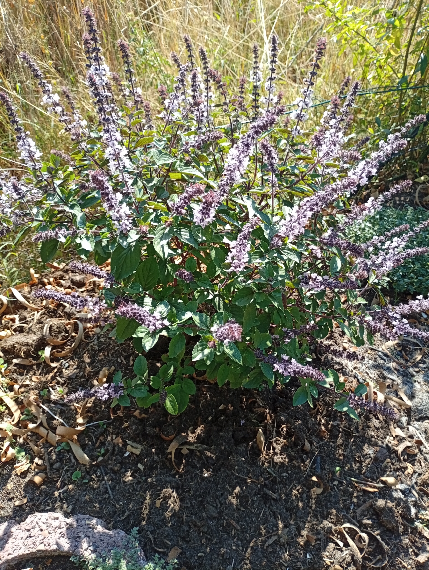 A full shot photograph captures a flowering herb in Holm, Germany, under bright daylight. The herb, with its numerous upright spikes of small purple and white flowers, dominates the center of the frame. Its green leaves are visible beneath the blooms. The plant is situated in a garden bed filled with dark soil, scattered with dry leaves and other organic debris. In the background, tall, dry grasses and some green foliage suggest a natural or uncultivated area. A chain-link fence can be partially seen on the left side of the image. The overall scene depicts a garden setting on a sunny day.