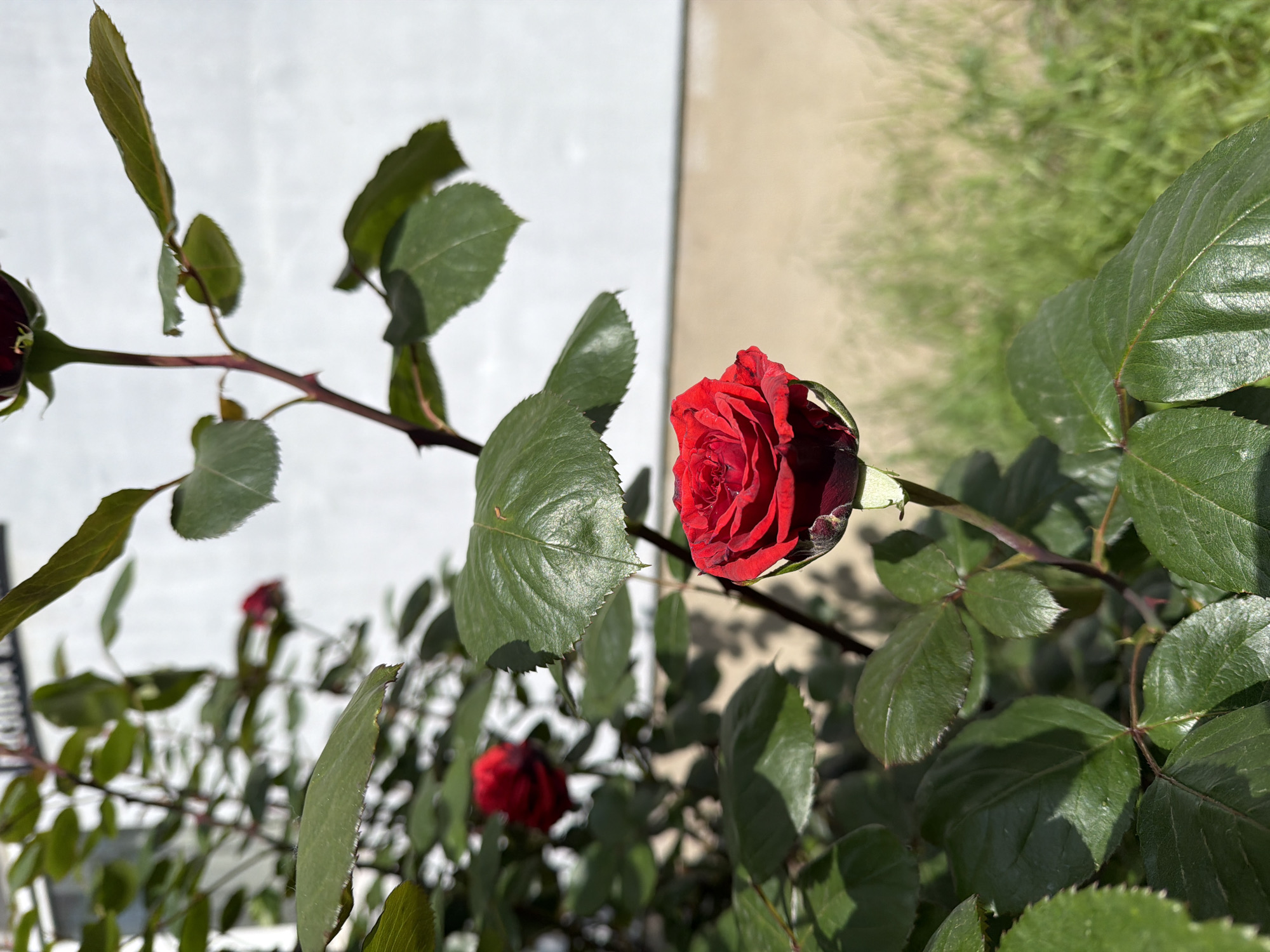 A close-up shot displays a rose bush with several red roses in various stages of bloom. The main rose is a deep red color. The bush has dark green leaves. A white wall is visible in the background, along with greenery and a neutral beige surface. The image does not depict any people or specific locations in Sofia, Bulgaria, so any geographical designation would be purely speculative.