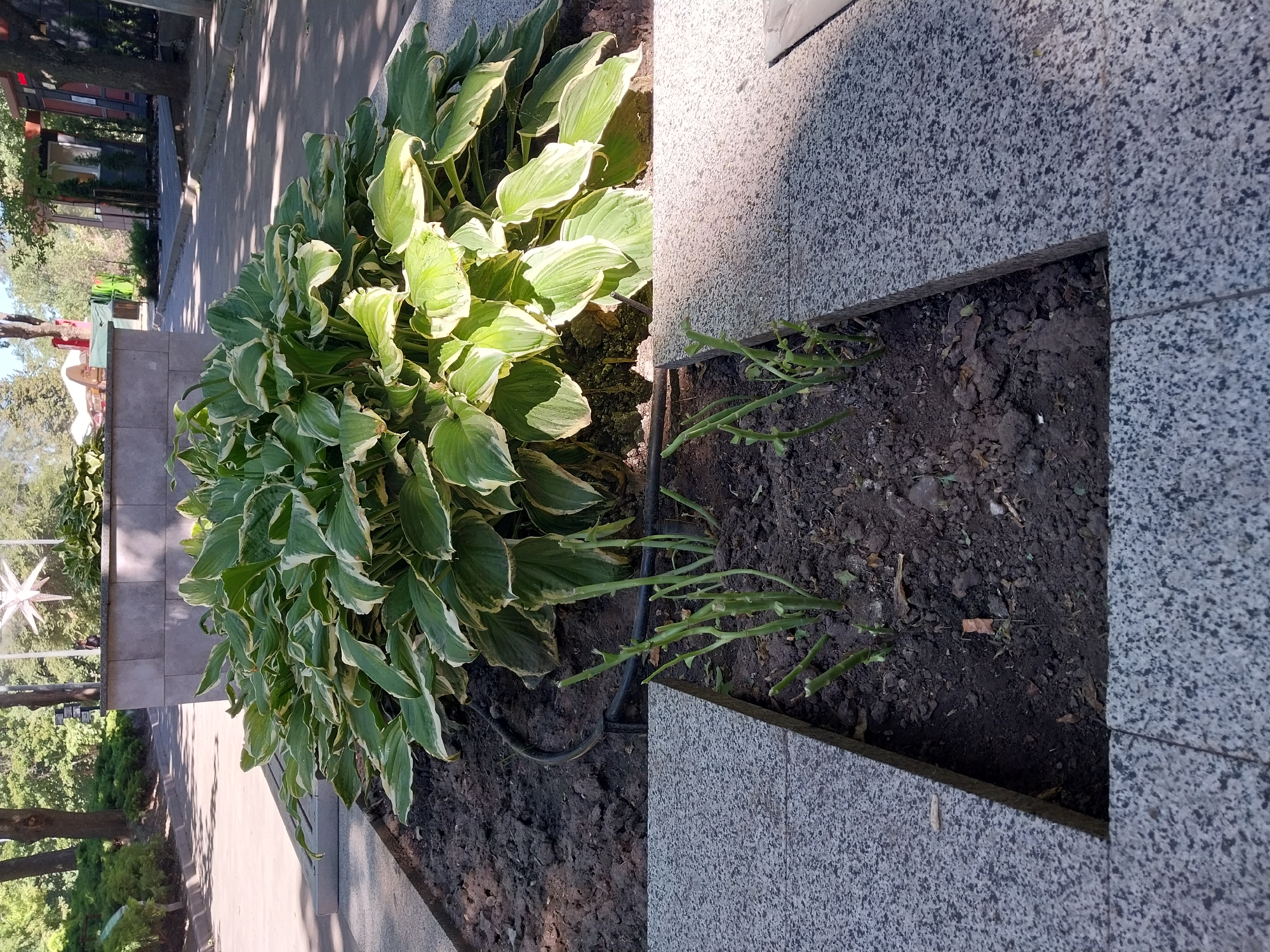The image shows a public space in the city of Dnipro, Ukraine, with a focus on two garden beds. The larger bed, in the background, is filled with a lush hosta plant with variegated green and white leaves. A black irrigation hose is visible running through the soil. In front of this, a smaller garden bed is mostly bare earth, with several trimmed green stalks emerging from the soil, possibly remnants of pruned plants. Both garden beds are bordered by granite-like paving stones. The background reveals a pathway, trees, and some structures which appear to be part of a park or public area. The lighting suggests it is daytime.