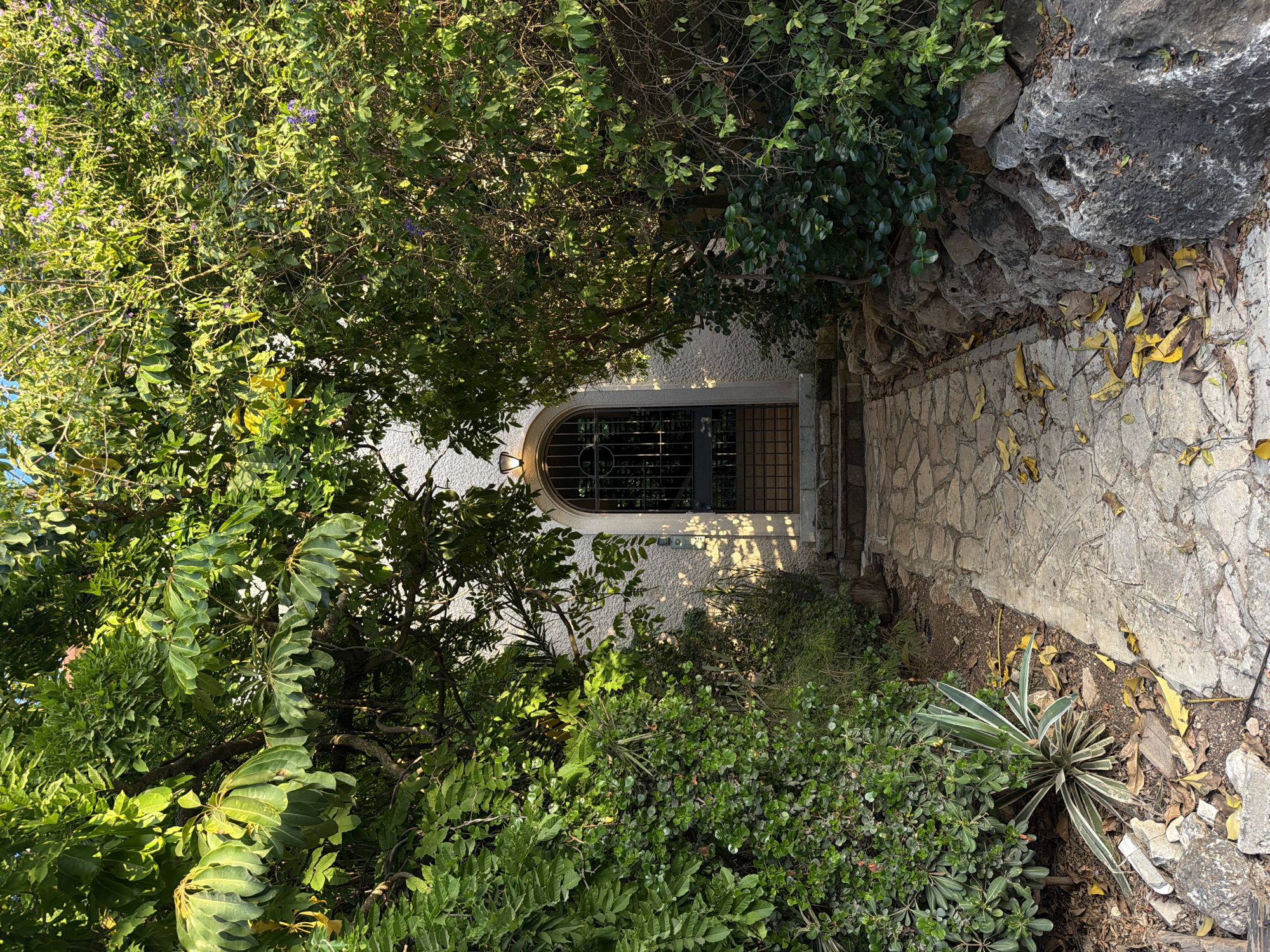 The image shows a stone pathway leading to a wrought-iron arched doorway, framed by lush green foliage. The pathway is made of irregular, light-colored stones and is partially covered with fallen yellow leaves. To the left of the pathway, a small agave-like plant with striped leaves grows amidst the soil and rocks. The doorway, set into a textured white wall, has a lantern above it. The surrounding vegetation is dense, with a variety of trees and bushes creating a natural archway. The scene is bathed in warm sunlight, casting shadows on the wall and pathway, suggesting it is either morning or late afternoon. The overall impression is one of a hidden entrance to a serene and private space. This location is identified as being in Haifa, Israel.