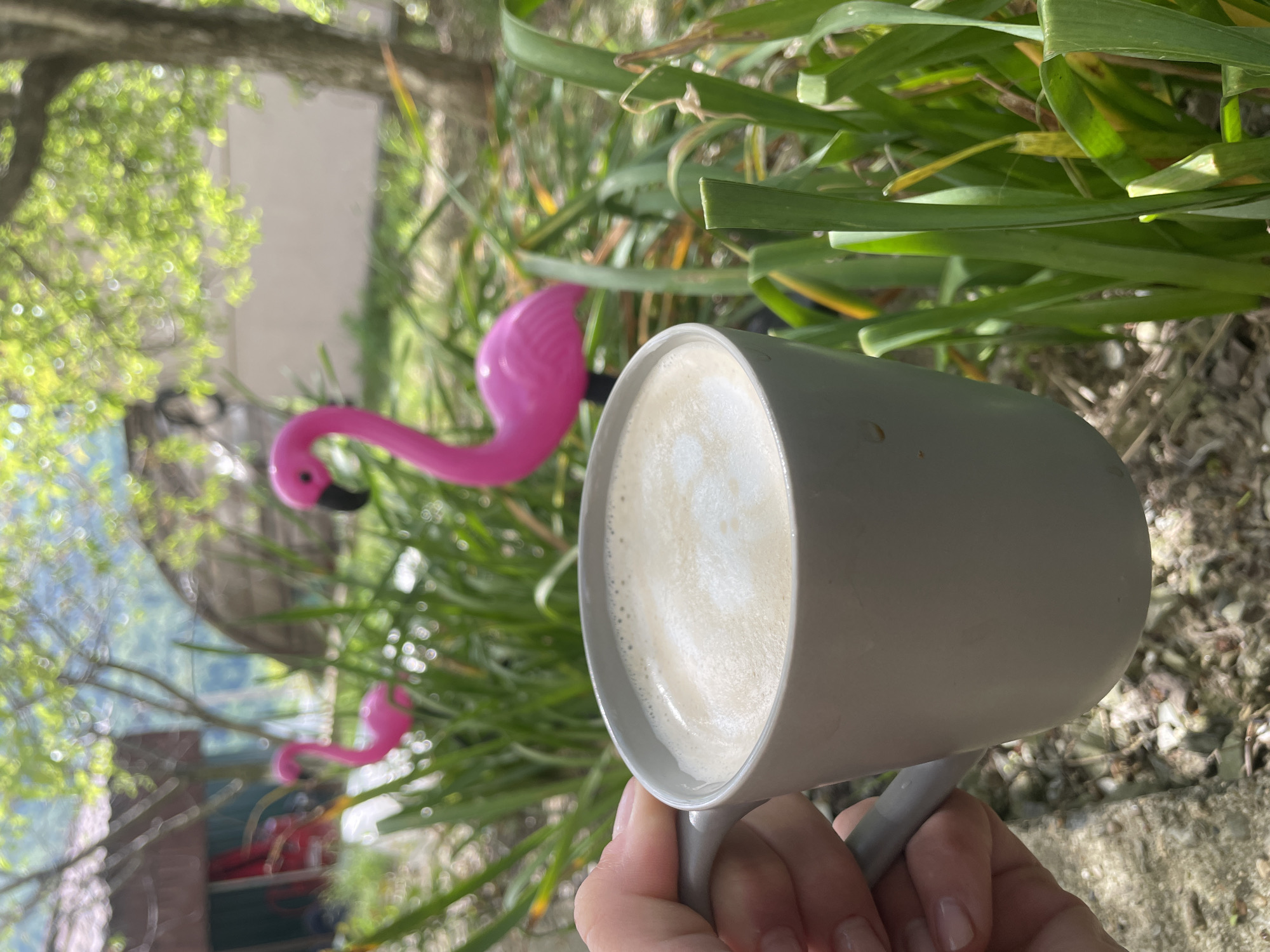 A hand holds a gray mug filled with a white, frothy beverage, likely a latte or cappuccino. Behind the mug, there is a garden setting with tall green plants and two pink flamingo lawn ornaments. The background includes a blurred view of trees, suggesting an outdoor location. The image suggests an outdoor setting in a suburban or residential area. There is no information to suggest this is in Baranovka, Russia.
