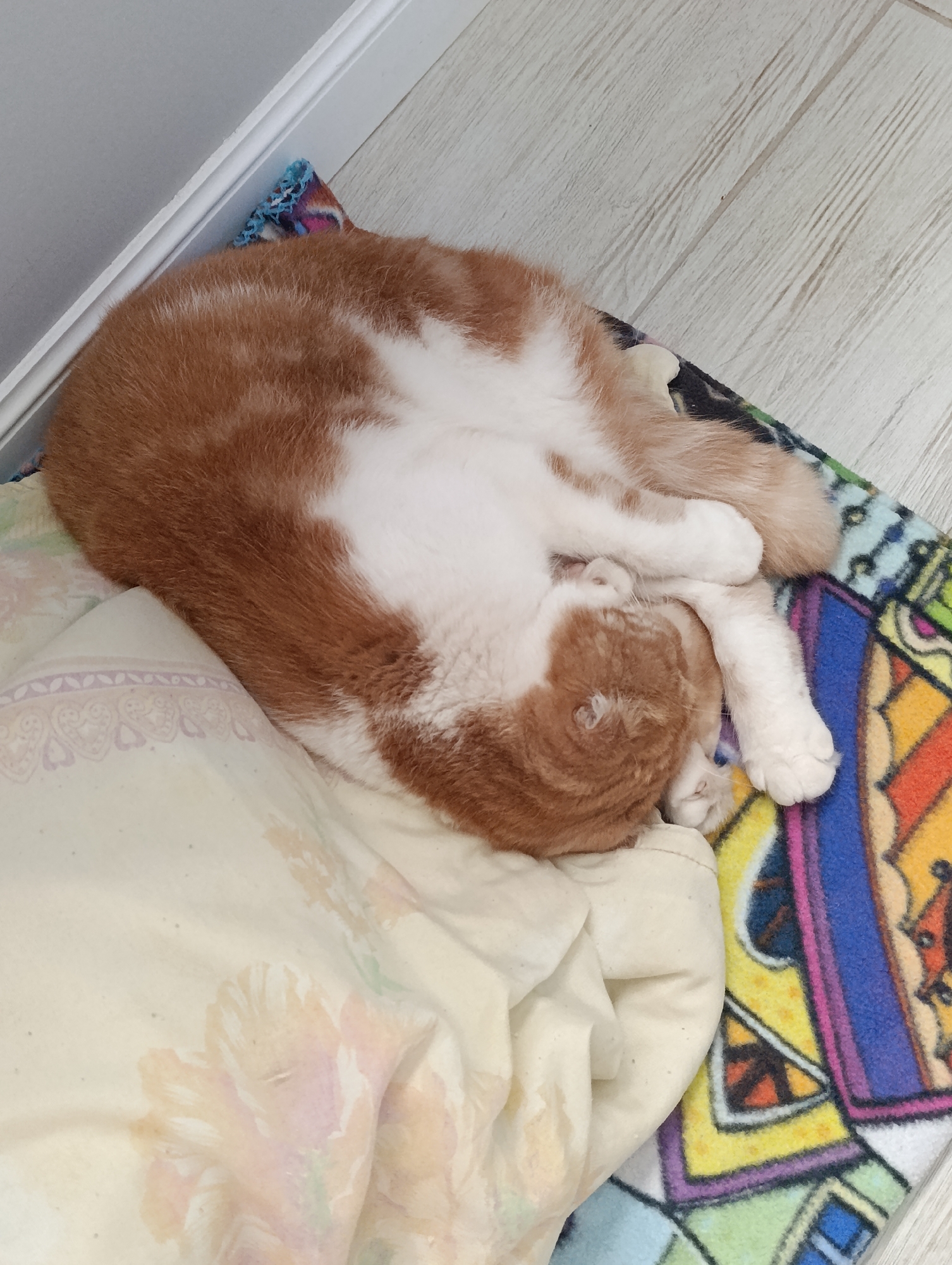A ginger and white cat is curled up and sleeping on a colorful blanket and a beige duvet. The cat's head is tucked into its body. The scene appears to be indoors, with a light-colored wooden floor visible and a white baseboard along a wall. The image is taken from a high angle.
