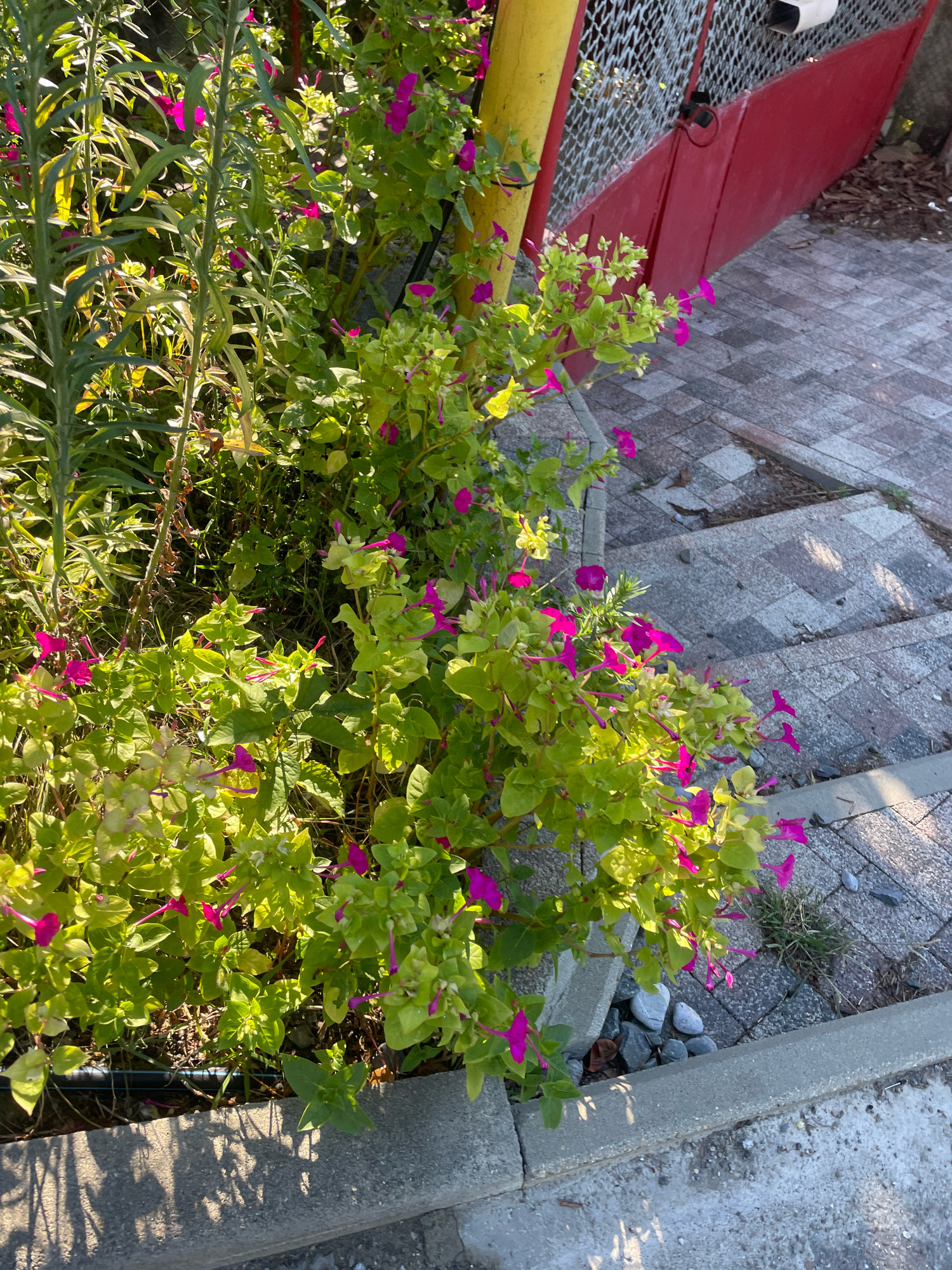 In Baranovka, Russia, this image captures a close-up view of a lush green plant with vibrant pink flowers. The plant is growing beside a set of grey brick stairs, which are partially illuminated by sunlight. To the right of the stairs, a bright red metal gate is visible, accompanied by a yellow pole. The gate is partially obscured by a chain-link fence. The overall scene suggests an outdoor setting, possibly a garden or a pathway leading to an entrance.