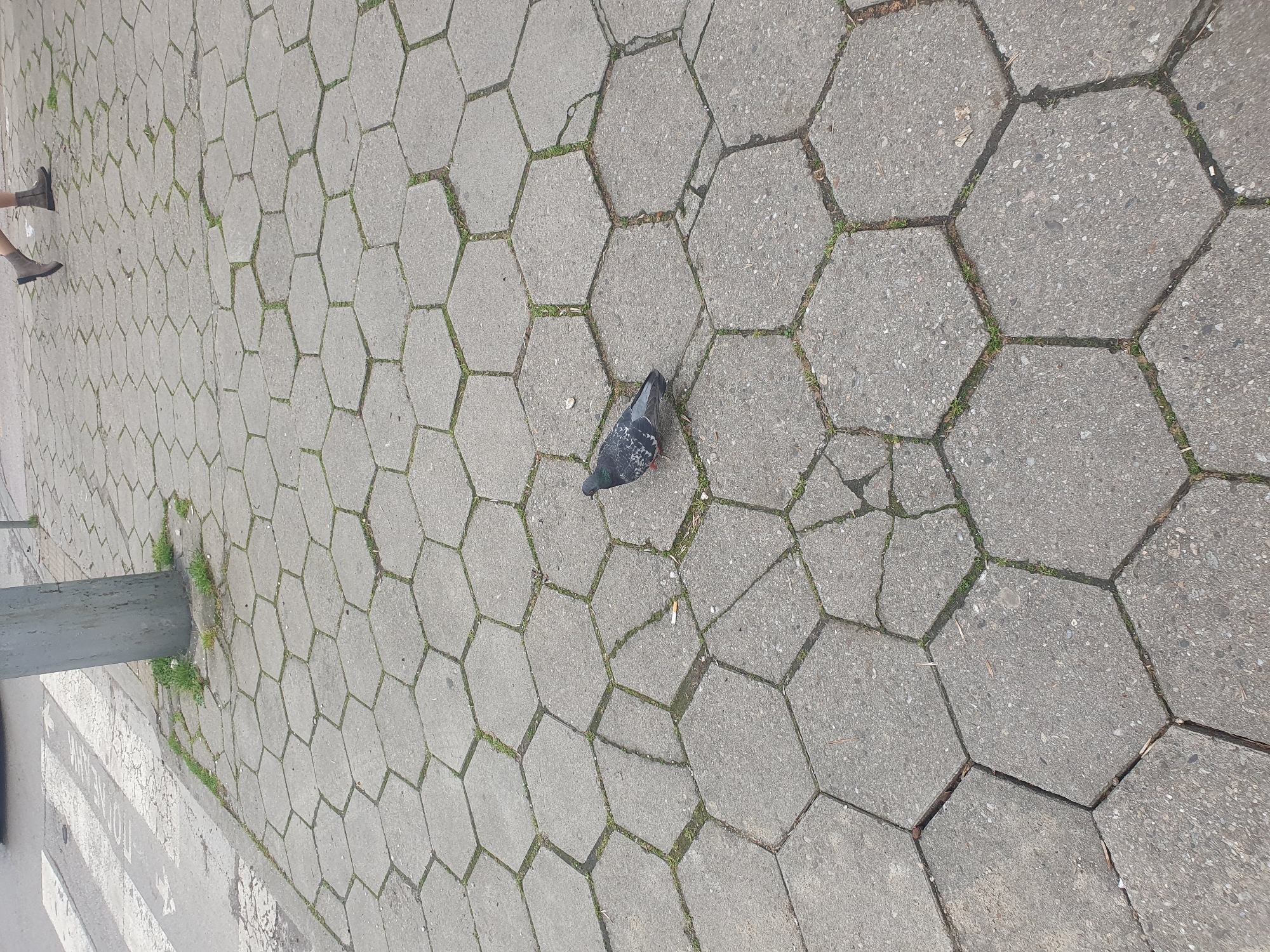 A ground-level shot shows a paved area constructed of grey hexagonal blocks with green vegetation sprouting between the joints. A pigeon stands in the center of the frame on one of the blocks. A cigarette butt lies on the pavement to the right of the bird. To the left, a partial view of a crosswalk, a metal post and a person's legs and shoes can be seen. The scene is likely located in Plovdiv, Bulgaria.