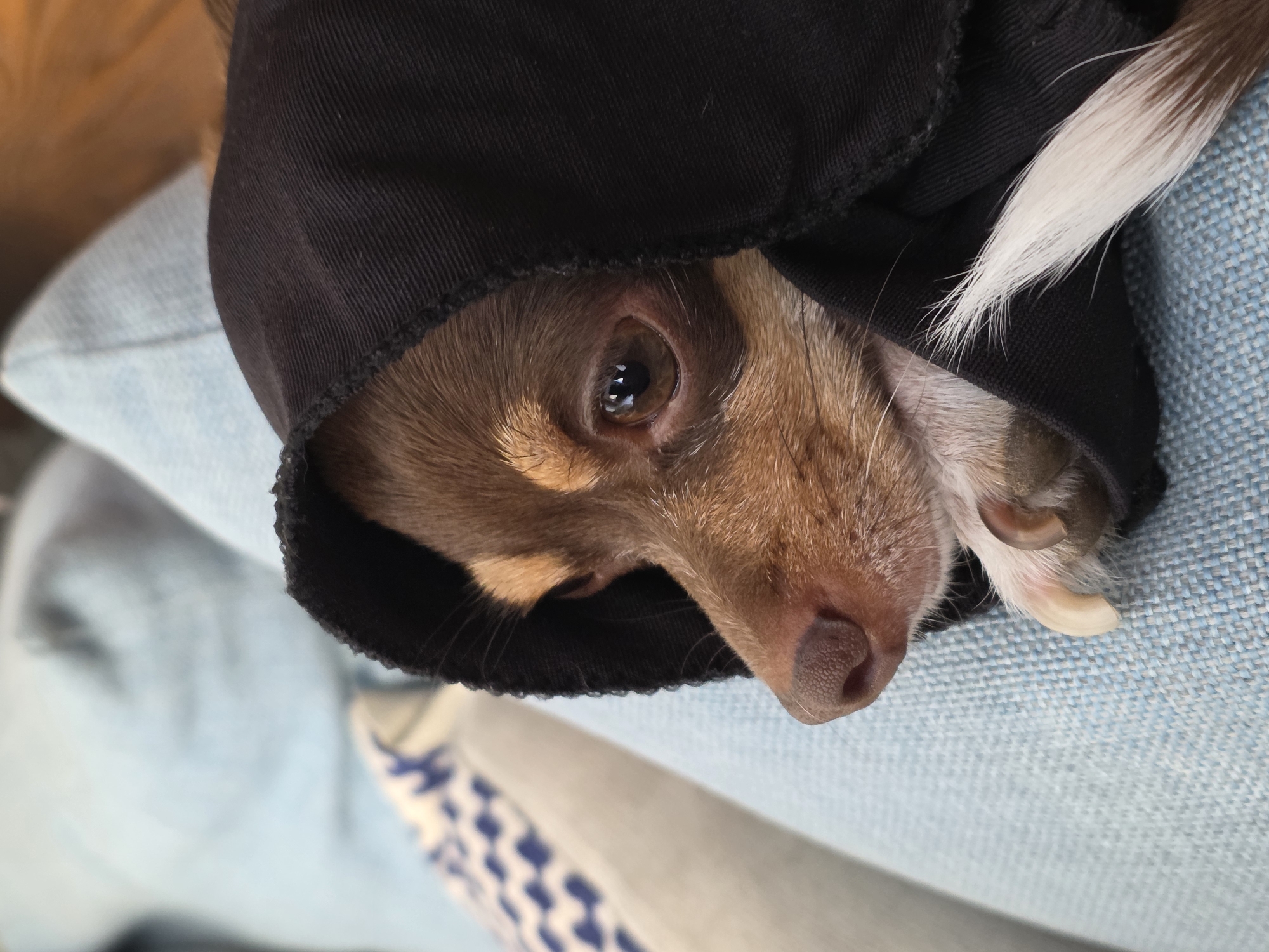 A close-up shot depicts a brown and white chihuahua partially concealed under a black fabric, possibly a piece of clothing, resting on a blue textured surface, likely a cushion or part of furniture. Only one eye of the chihuahua is fully visible. The tip of the dog's nose is visible. The location is not discernible from the image.