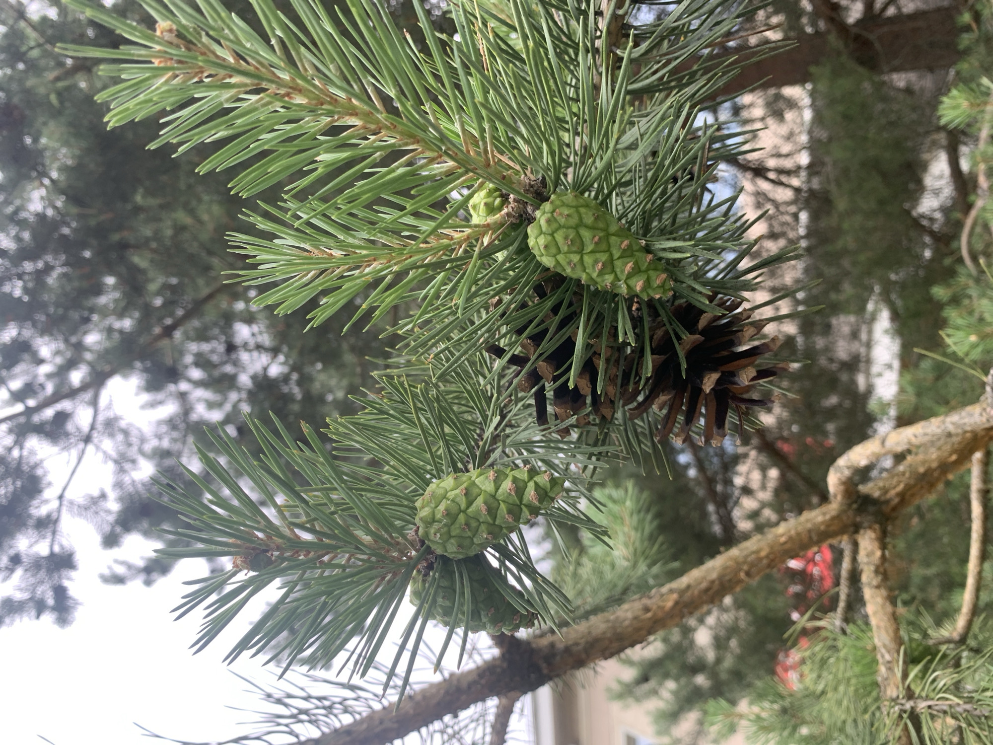 This media file is a close-up, eye-level shot of pine needles and developing pine cones on a pine tree branch. The subjects are primarily the plant life. The setting appears to be outdoors, with the background showing out-of-focus greenery, a bright sky, and hints of structures that suggest it might be a residential or park area.
The scene is static, with no discernible activity or event taking place, beyond the natural growth of the plant. The notable details include the vibrant green color of the pine needles and young cones, which are conical in shape and have small, visible scales. One mature, brown pine cone is also visible, positioned above and slightly to the right of the younger green cones. The lighting suggests it is daytime, possibly overcast or with diffused sunlight, as there are no harsh shadows. The overall mood is peaceful and natural. There is no visible text in the image.