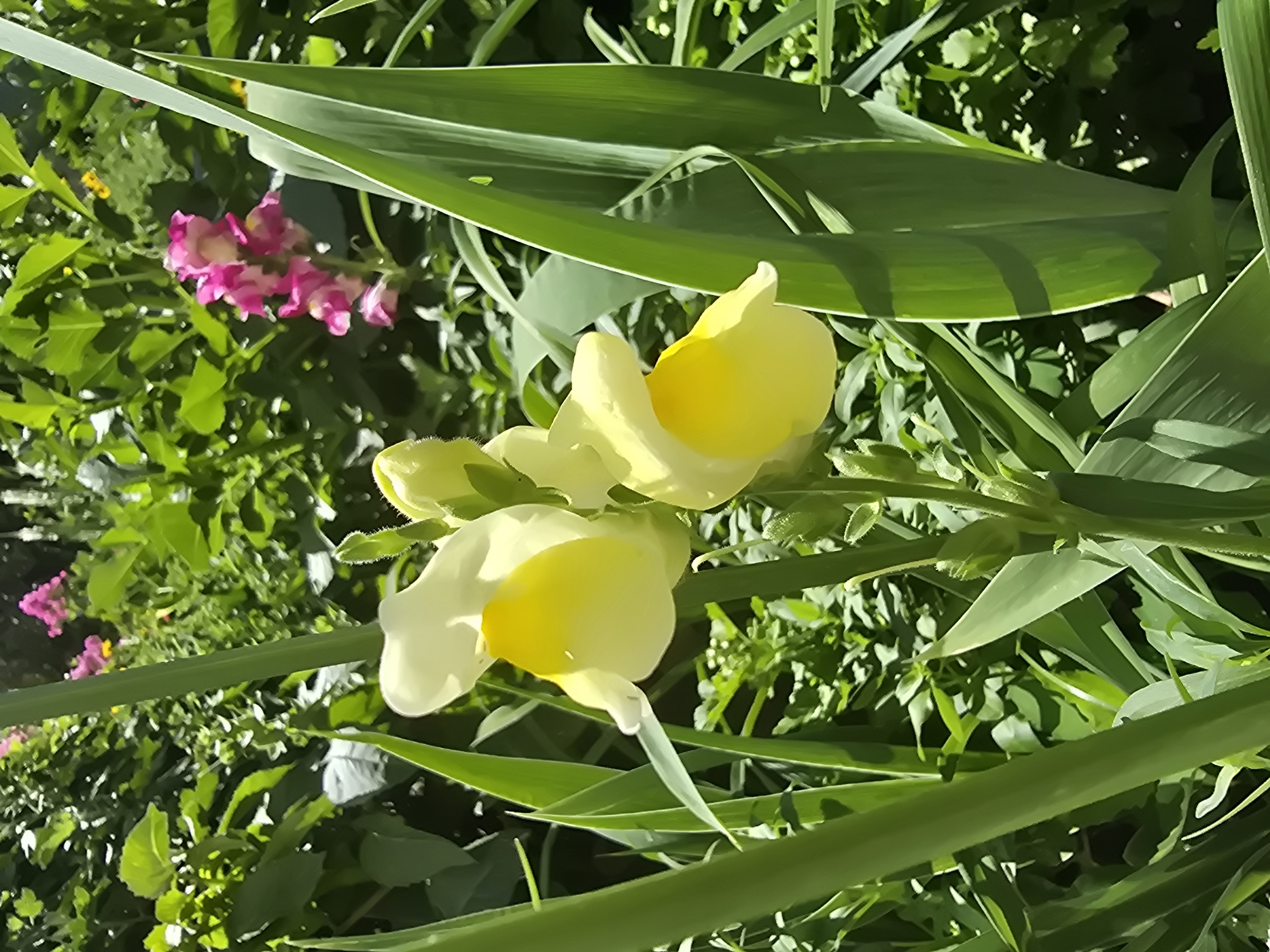 This is a close-up, eye-level outdoor photograph of yellow snapdragon flowers in bloom. The snapdragons are the primary subjects, with two open blooms and several buds visible on a green stem. The petals of the open flowers are a pale yellow, with a deeper yellow interior. Surrounding the snapdragons is a dense garden environment with lush green foliage and other blurred flowers, including a cluster of pink snapdragons in the background. The lighting suggests a sunny day, casting shadows on some of the leaves. The scene is likely in a garden in the city of Vyshneve, Ukraine, given the typical flora and the context of the prompt. There are no people or animals in the image, and no discernible human activity is taking place. The focus is entirely on the natural beauty of the flowers and garden.