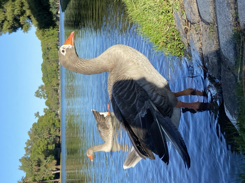A large grey goose with an orange beak stands near a water's edge, its feet submerged. Another goose, a smaller reflection of the first, swims gracefully in the water nearby. Green trees line the bank in the background under a clear, light-blue sky. The water reflects light, creating a rippled effect on the surface. A rocky bank with green grass appears on the right.