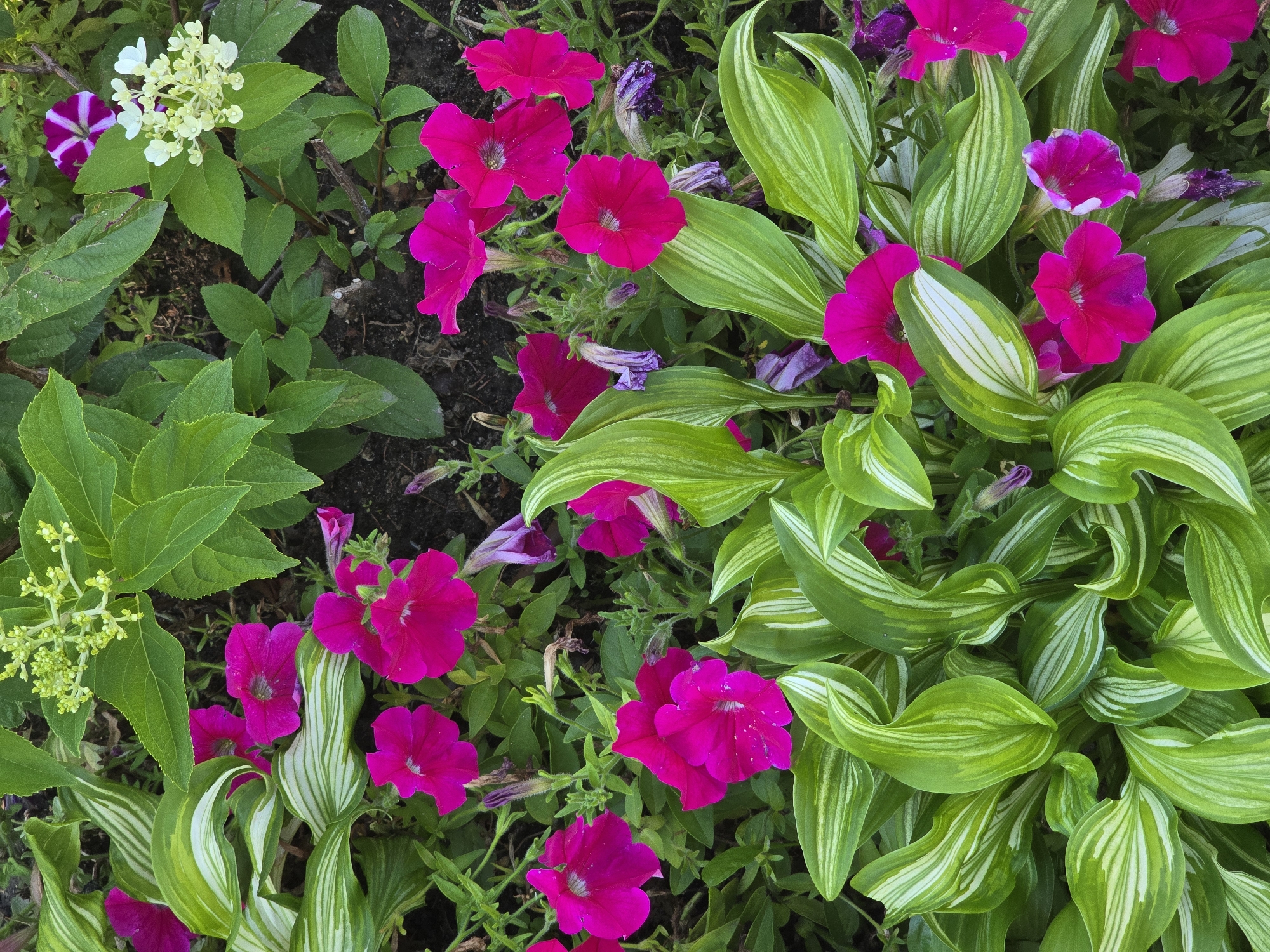 This is a close-up, high-angle, outdoor, natural light photograph of a garden bed located in Vyshneve, Ukraine. The garden is densely planted with a variety of foliage and flowers. Dominating the foreground is a hosta plant with broad, variegated leaves of green and creamy white, many of which are curled and wavy. Interspersed among the hosta are several vibrant magenta petunia flowers, characterized by their trumpet-like shape and delicate centers. Some of these petunias are in full bloom, while others appear to be buds or are slightly wilted. Behind the hosta and petunias, there are other green leaves, some appearing to be from a hydrangea plant, with a cluster of small, pale green flower buds at the top of the frame. A few purple petunia flowers with striped patterns are visible in the upper right portion of the image. The ground beneath the plants is dark soil, suggesting a cultivated garden environment. No people are present in the scene.
