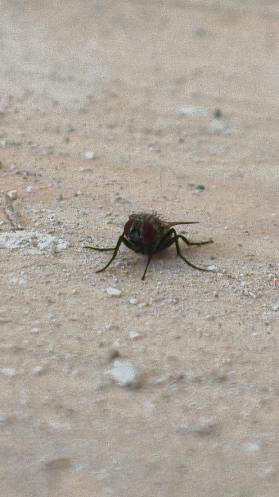 A close-up, low-angle shot captures a single, dark-colored fly resting on a light-colored, textured surface, possibly concrete or stone, speckled with small white and grey particles. The fly is positioned slightly off-center to the right, with its head facing left and its legs spread out. Its body is dark and segmented, with prominent red eyes. The background is an out-of-focus expanse of the same textured surface. The lighting appears natural, casting subtle shadows.