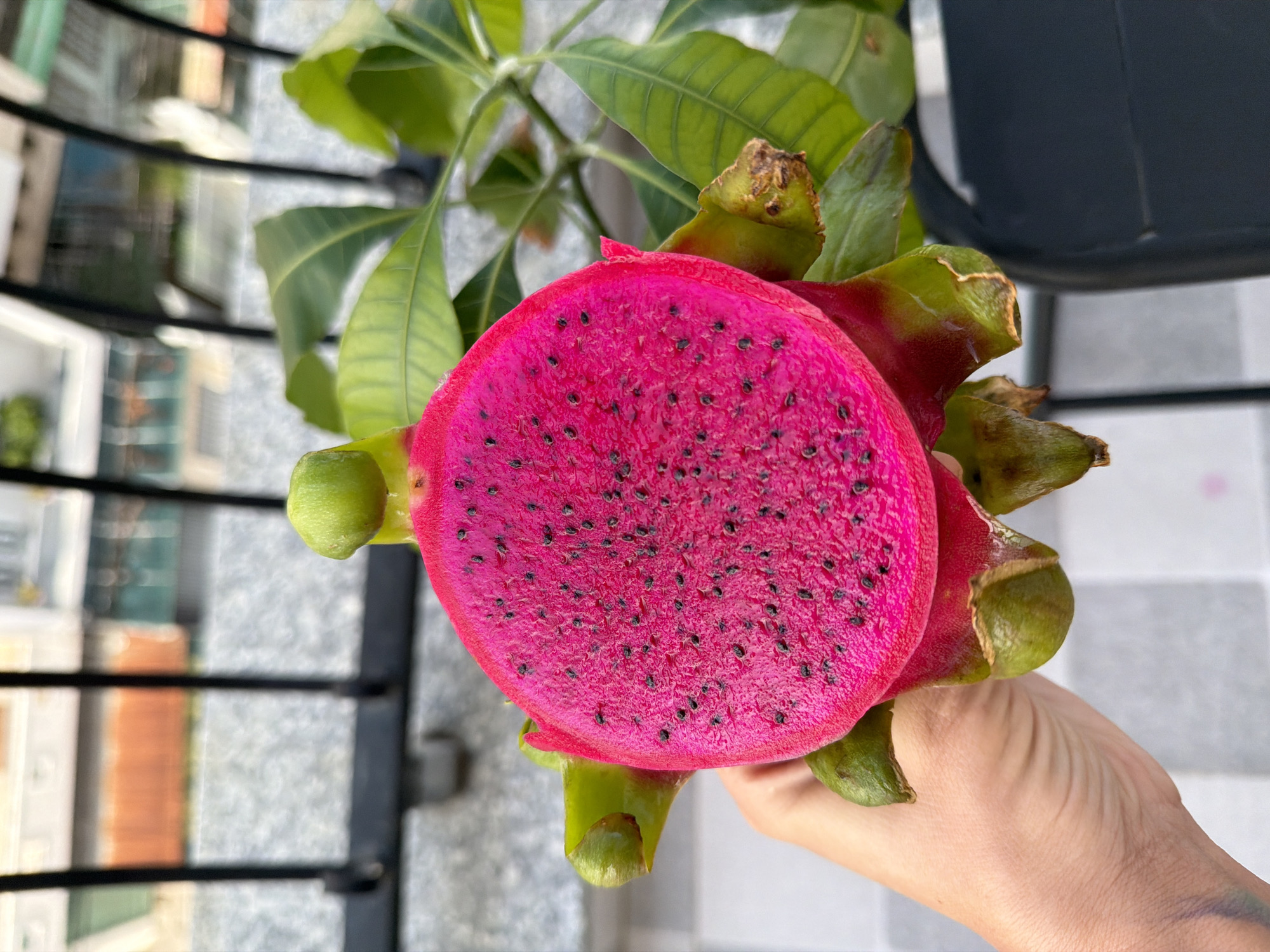 A close-up, outdoor shot features a person holding a halved vibrant pink dragon fruit, revealing its black seeds. The background shows a balcony railing and green foliage, with hints of a city in Nha Trang, Vietnam, visible beyond.