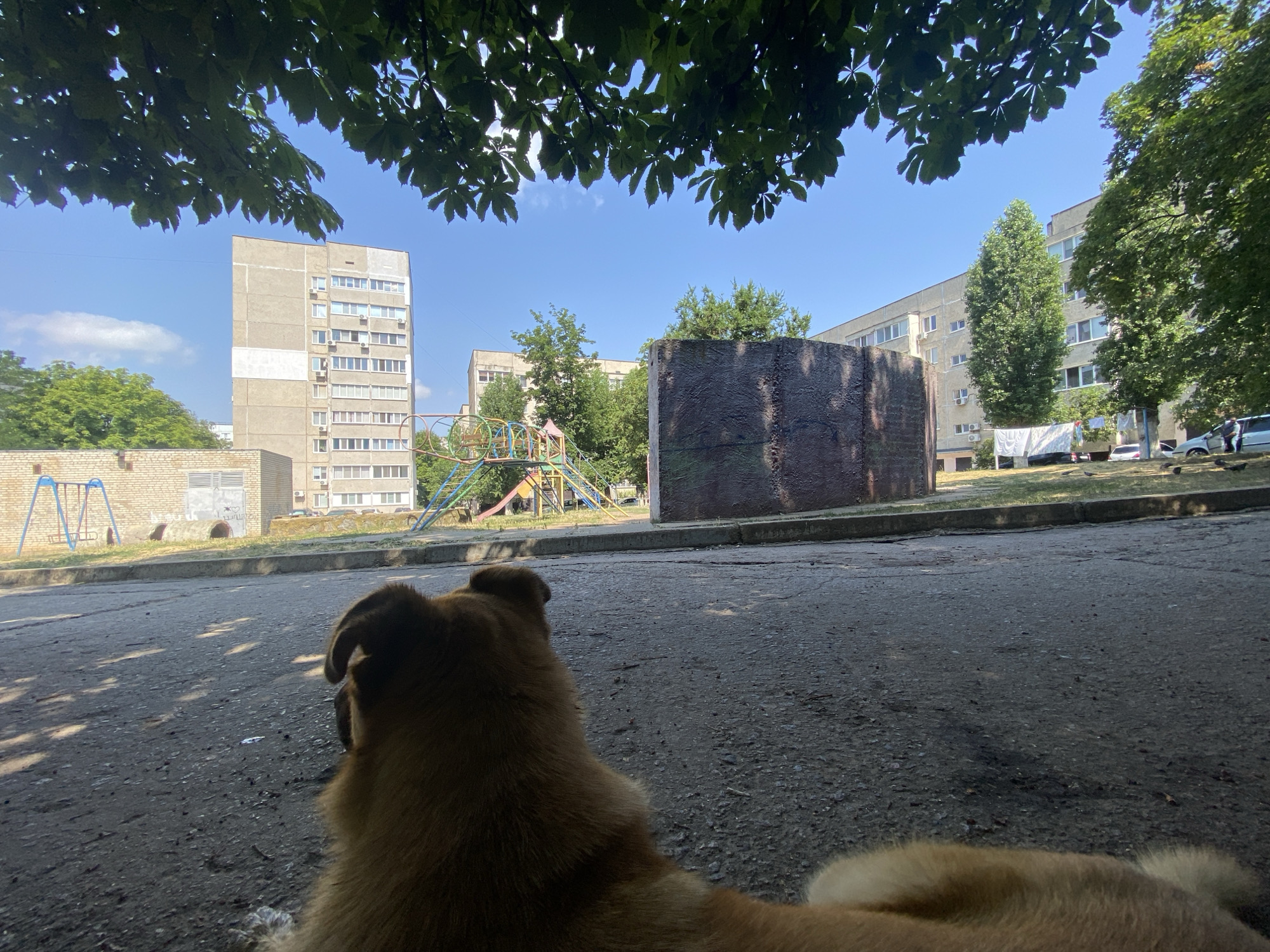In the city of Pivdennoukrainsk, Ukraine, on a clear day, a medium-sized dog with light brown fur lies on a paved surface, its back and head visible from behind. The dog is positioned in the foreground, partially obscured by the shadow of overhead tree branches. Behind the dog, a residential area unfolds. Several multi-story apartment buildings, common in Eastern European cities, dominate the background. Some buildings are grey and utilitarian, featuring numerous windows. A playground with colorful slides and swings is visible to the left of the frame, suggesting a residential courtyard or public park. Adjacent to the playground is a brick building. In the mid-ground, a large, dark, rectangular structure with a textured surface stands prominently. Laundry hangs on a clothesline in front of one of the apartment buildings. A few cars are parked in the distance, and two pigeons are visible on the ground near the curb. The overall scene depicts a typical urban landscape in Ukraine, with elements of everyday life and recreation.