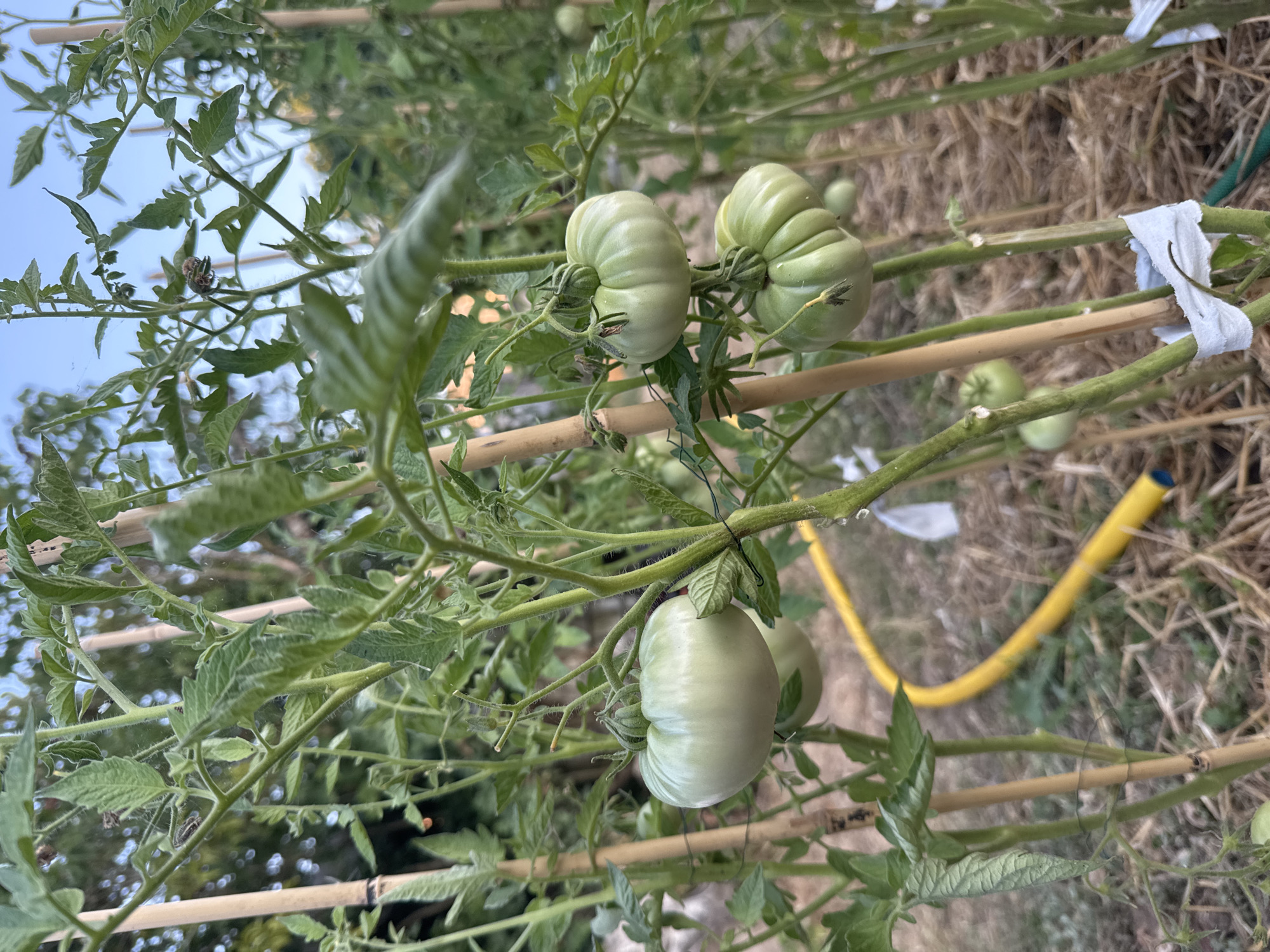 The image depicts a close-up view of a tomato plant in a garden. Several unripe, green tomatoes are visible, attached to thick green stems supported by bamboo stakes. The plant exhibits lush green foliage and is partially covered with straw mulch on the ground. A yellow garden hose snakes across the lower-middle section of the frame. In the background, out-of-focus trees and a blue sky suggest an outdoor setting. The scene is likely located in Neuville-aux-Bois, France, given the prompt. There are no people present in the image.