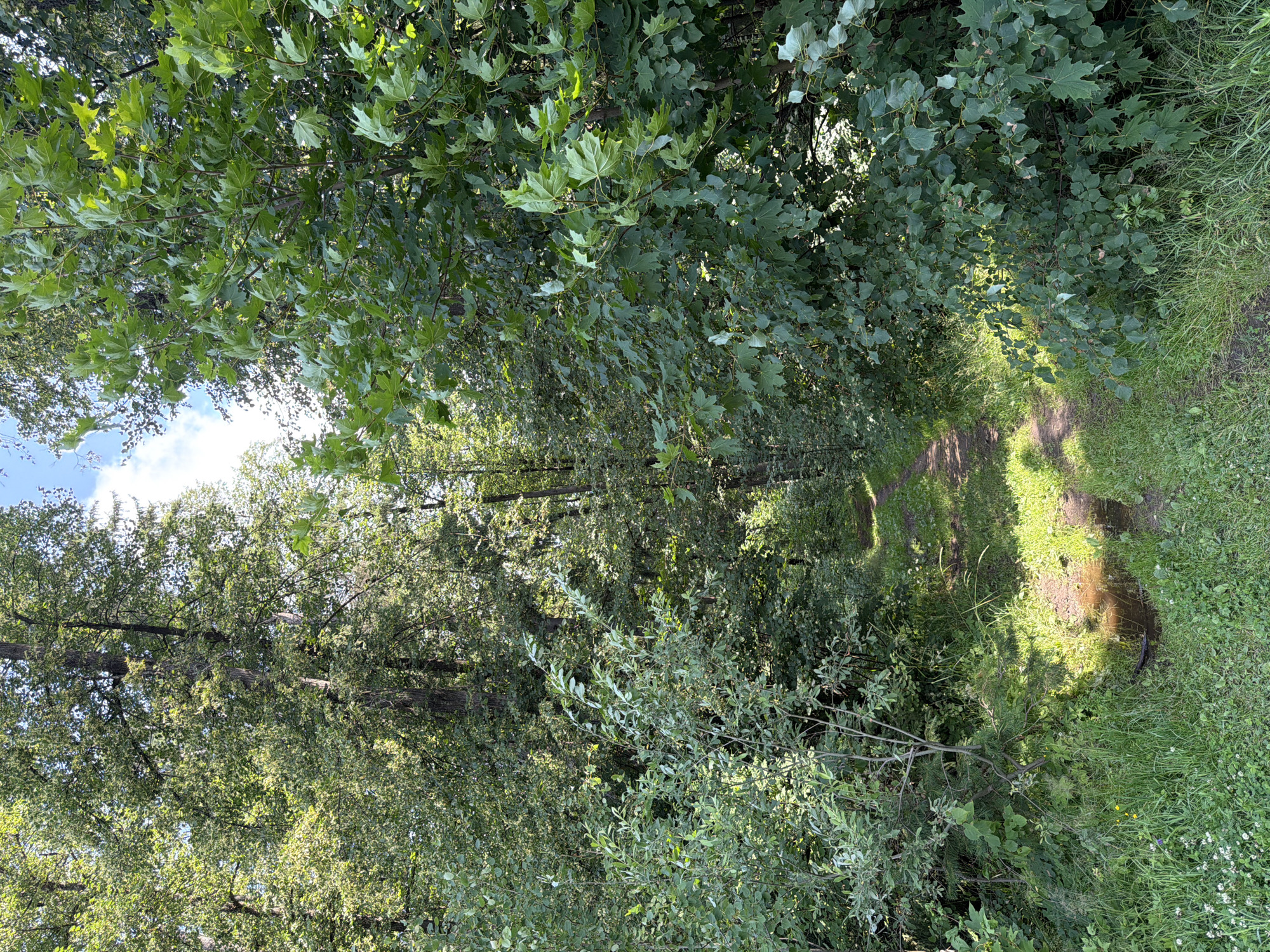 The image depicts a narrow, unpaved footpath winding through a dense forest. The path is partially obscured by shadows cast by the thick foliage overhead. To the left of the path, there is a small puddle of muddy water with a submerged twig. The surrounding vegetation consists of tall trees with lush green leaves and smaller bushes and grass along the path's edge. The scene is illuminated by dappled sunlight filtering through the canopy. There are no people or animals visible in the image. The environment suggests a natural, wooded area, possibly a park or trail within a rural or semi-rural setting. Given the location of Chaikovsky, Russia, this could be a scene from one of the city's numerous wooded parks or nature trails, potentially near the Kama River.