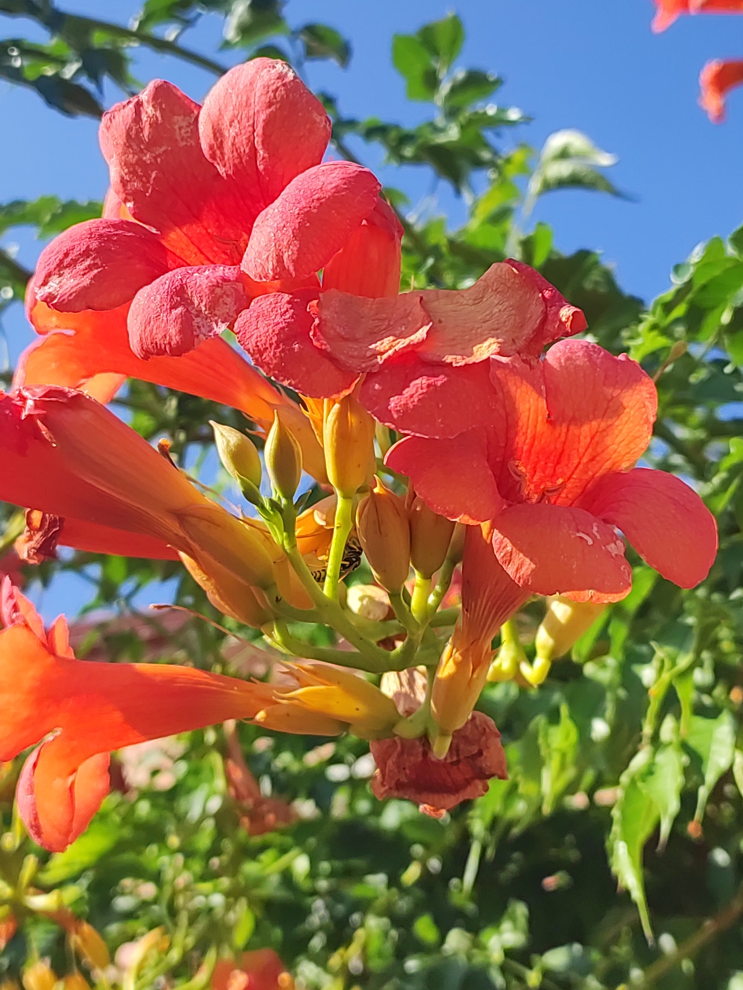 The image shows a close-up, eye-level view of a cluster of trumpet-shaped, coral-colored flowers in bloom, likely a species of trumpet vine (Campsis radicans). The flowers are vibrant and detailed, with some showing slight wilting. Numerous green leaves form a lush backdrop, interspersed with glimpses of a clear blue sky. A small, dark insect with visible wings is perched on a bud among the flowers. The scene is well-lit, suggesting it was taken during daylight hours. There are no people present in the image. The location is identified as Traspinedo, Spain.