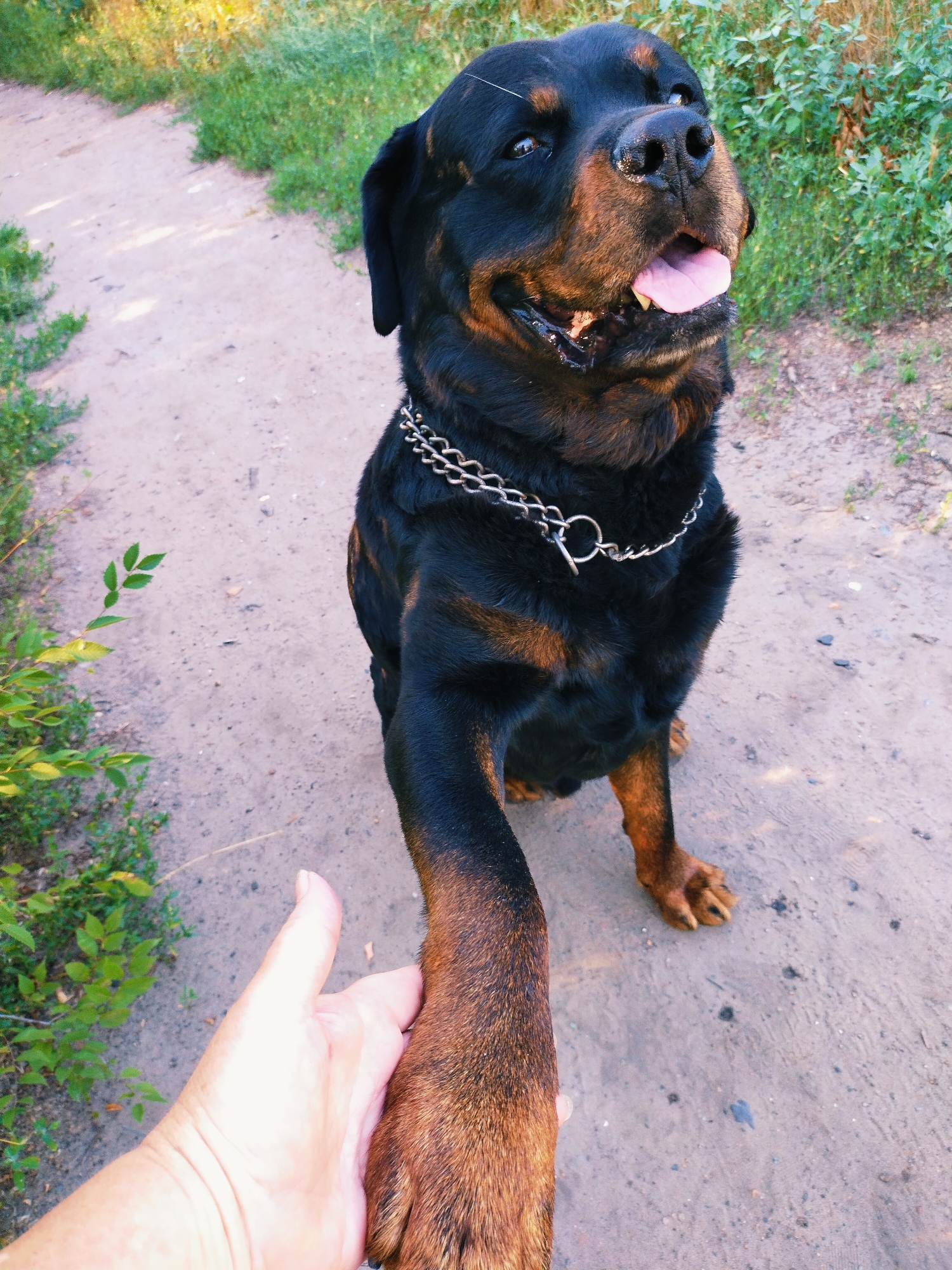 A Rottweiler dog with a metallic chain collar sits on a dirt path, extending its right paw to a human hand, which is holding it. The dog's tongue is out, and its mouth is open. The environment is outdoors, with green foliage visible on either side of the path. The scene appears to be in Horishni Plavni, Ukraine.