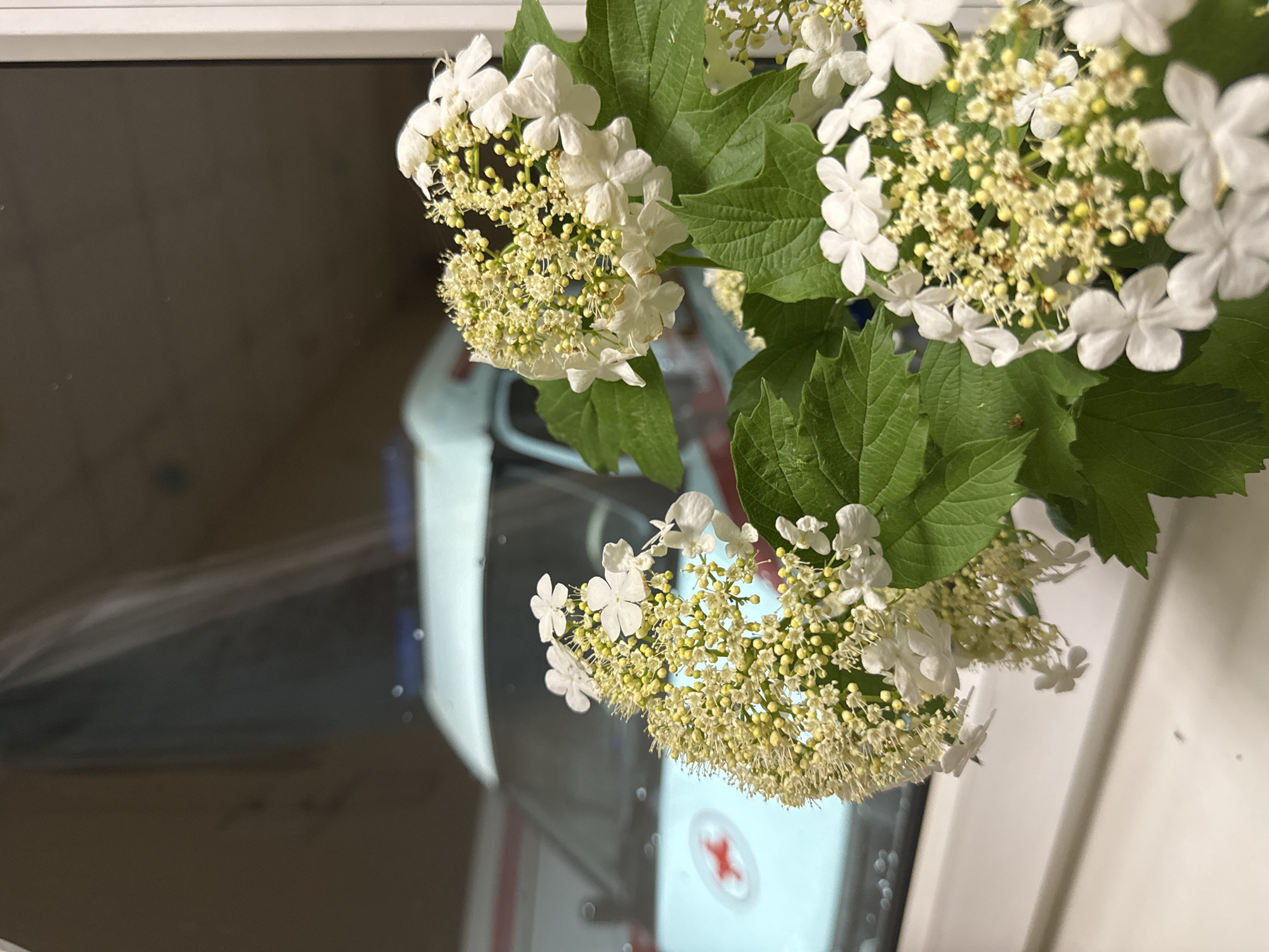 The image depicts white flowers with green leaves in the foreground, with a blurred reflection of a medical vehicle visible in the background. The red cross emblem on the vehicle suggests it is likely an ambulance or similar medical service. Based on visual cues and without definitive confirmation, the setting could potentially be in or around Chaikovsky, Russia, if the medical vehicle belongs to a local healthcare provider in that region. The picture appears to be taken indoors, possibly with the flowers near a window.
