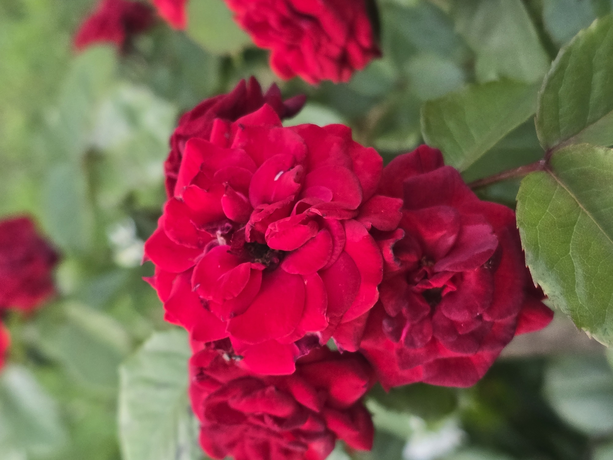 A close-up, high-angle vertical shot captures a cluster of deep red roses in Sofiivska Borshchahivka, Ukraine. The roses, with their intricate, layered petals, dominate the foreground. Some of the blooms are fully open, revealing darker centers, while others are partially closed. The petals appear velvety and rich in color, with subtle variations in shade. Green leaves, some in focus and others blurred, surround the roses, providing a natural backdrop. The lighting suggests an outdoor setting, possibly a garden, with a soft, diffused light. The overall impression is one of natural beauty and floral vibrancy.